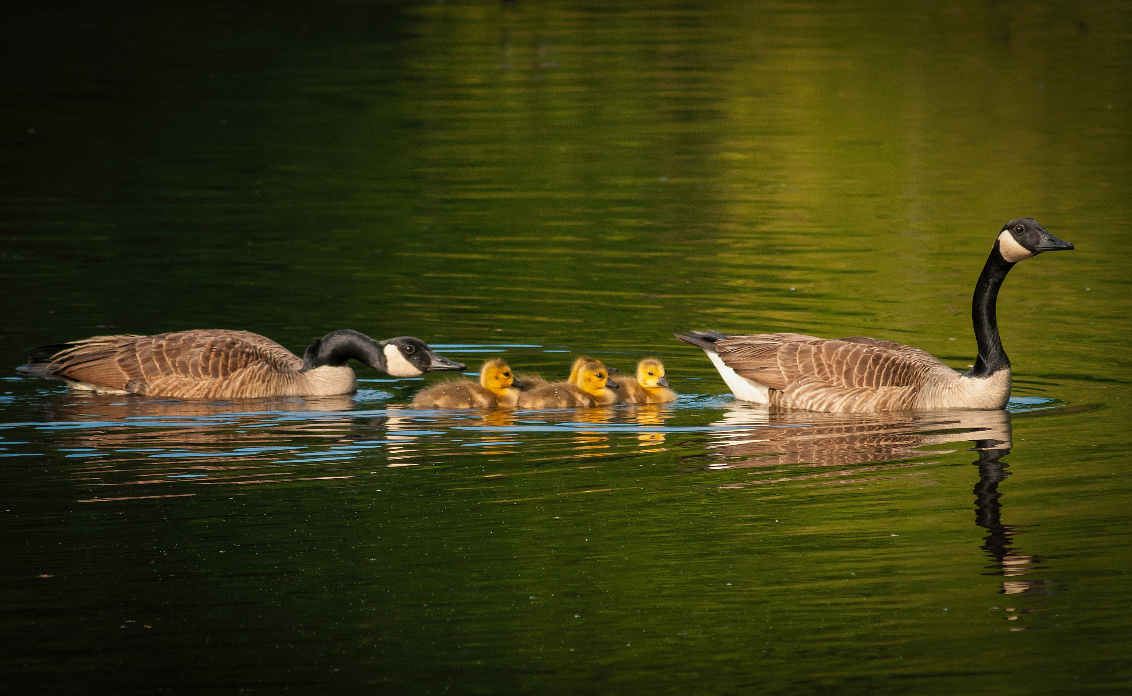 Canadian Geese and Chicks - Pee Dee National Wildlife Refuge, NC