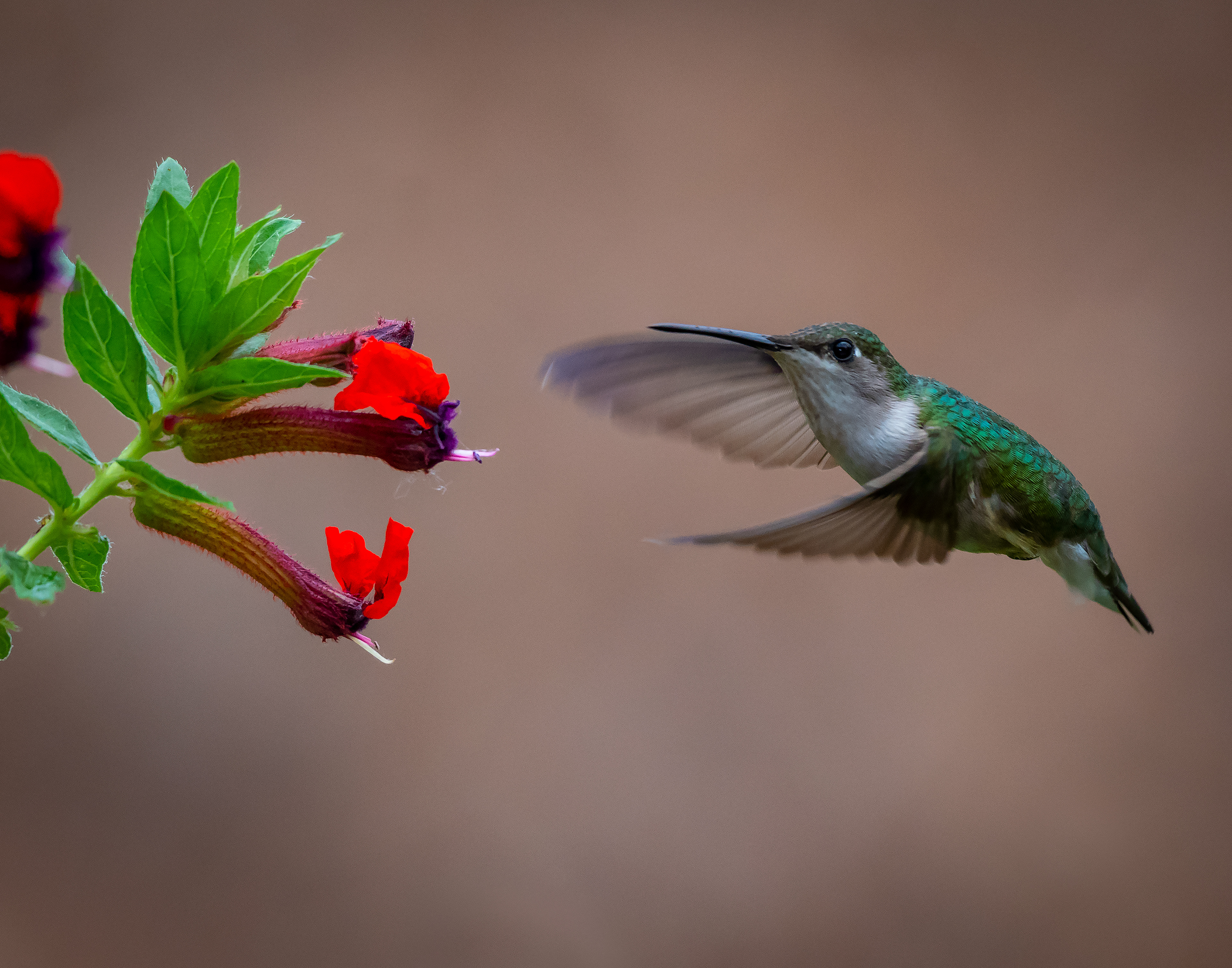 Female Rubythroated Hummingbird