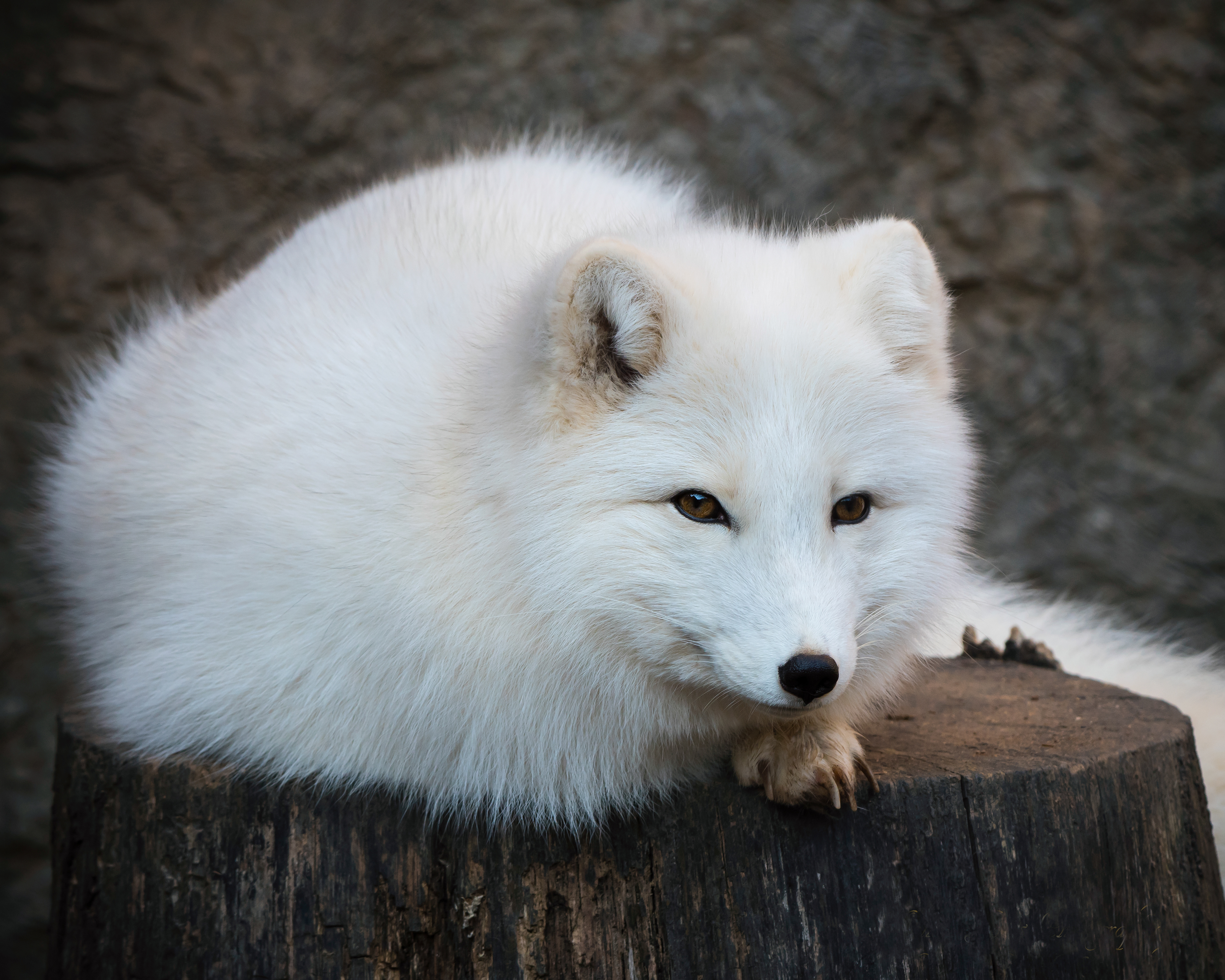 Artic Fox Portrait 2