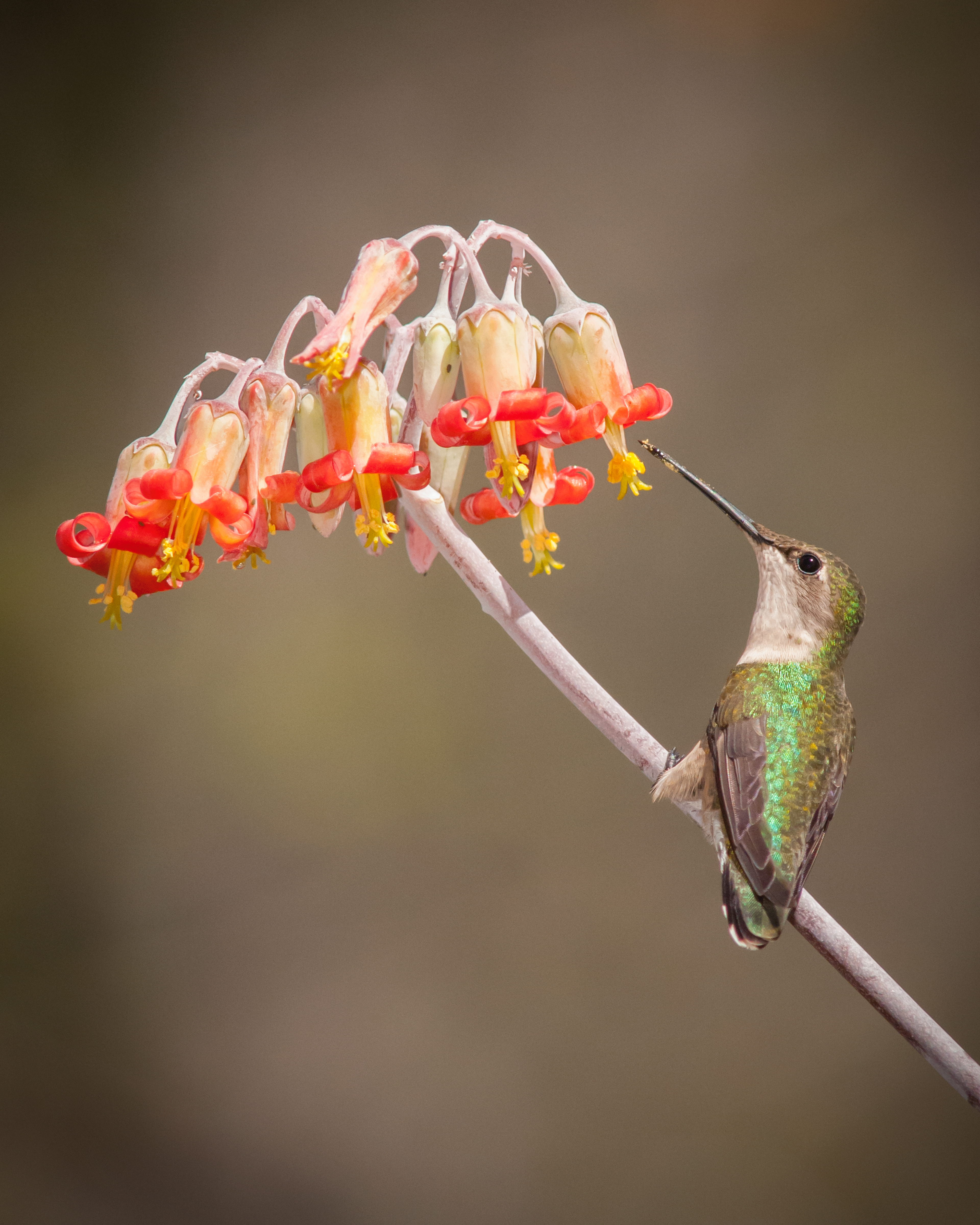 Female Rubythroated Hummingbird 2