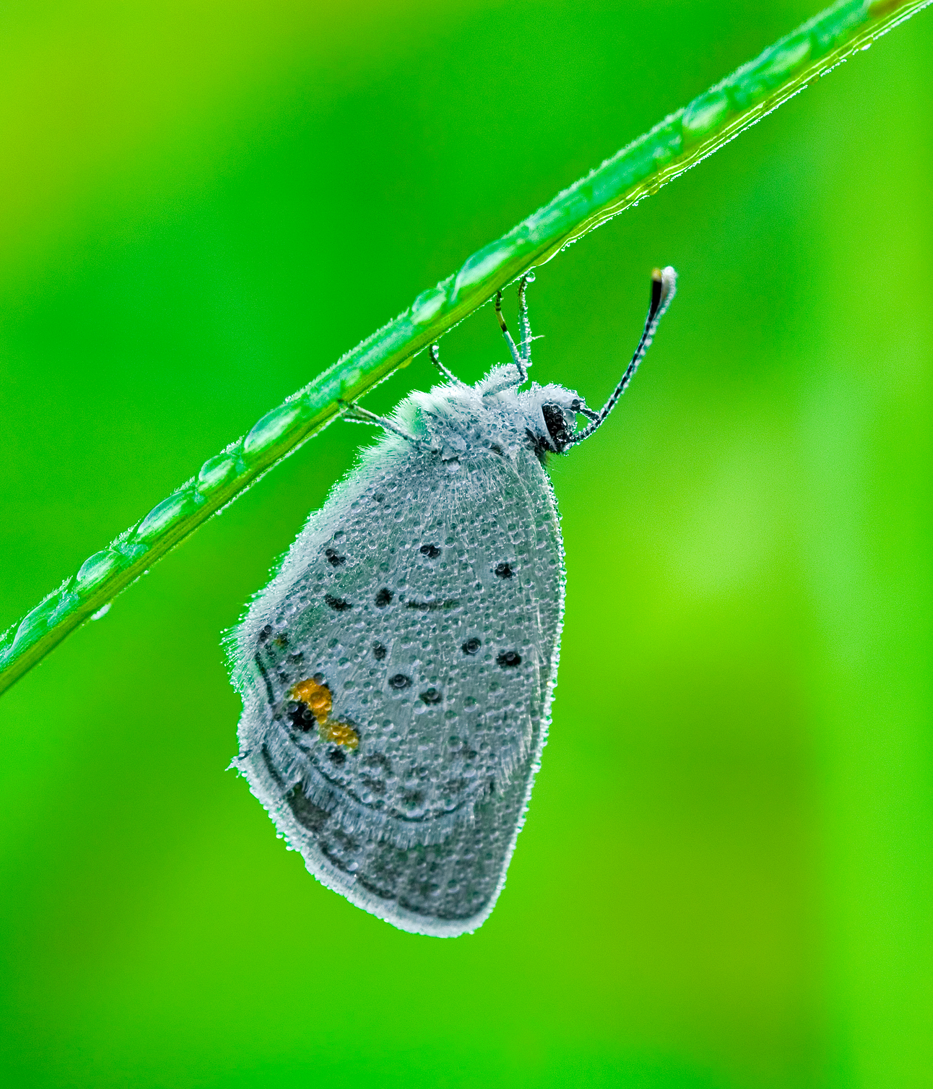 Blue Hairstreak and Dew