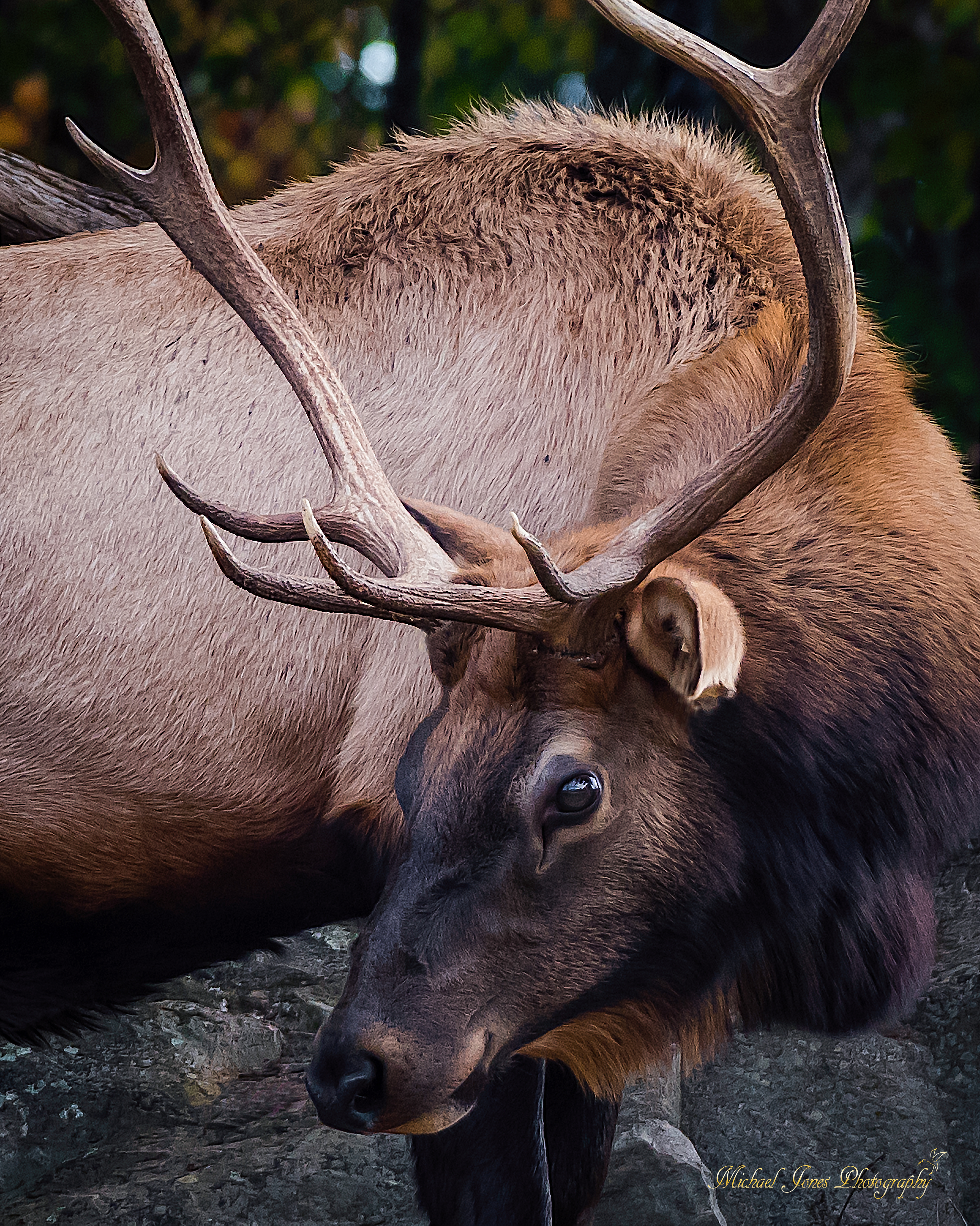 Bull Elk Portrait