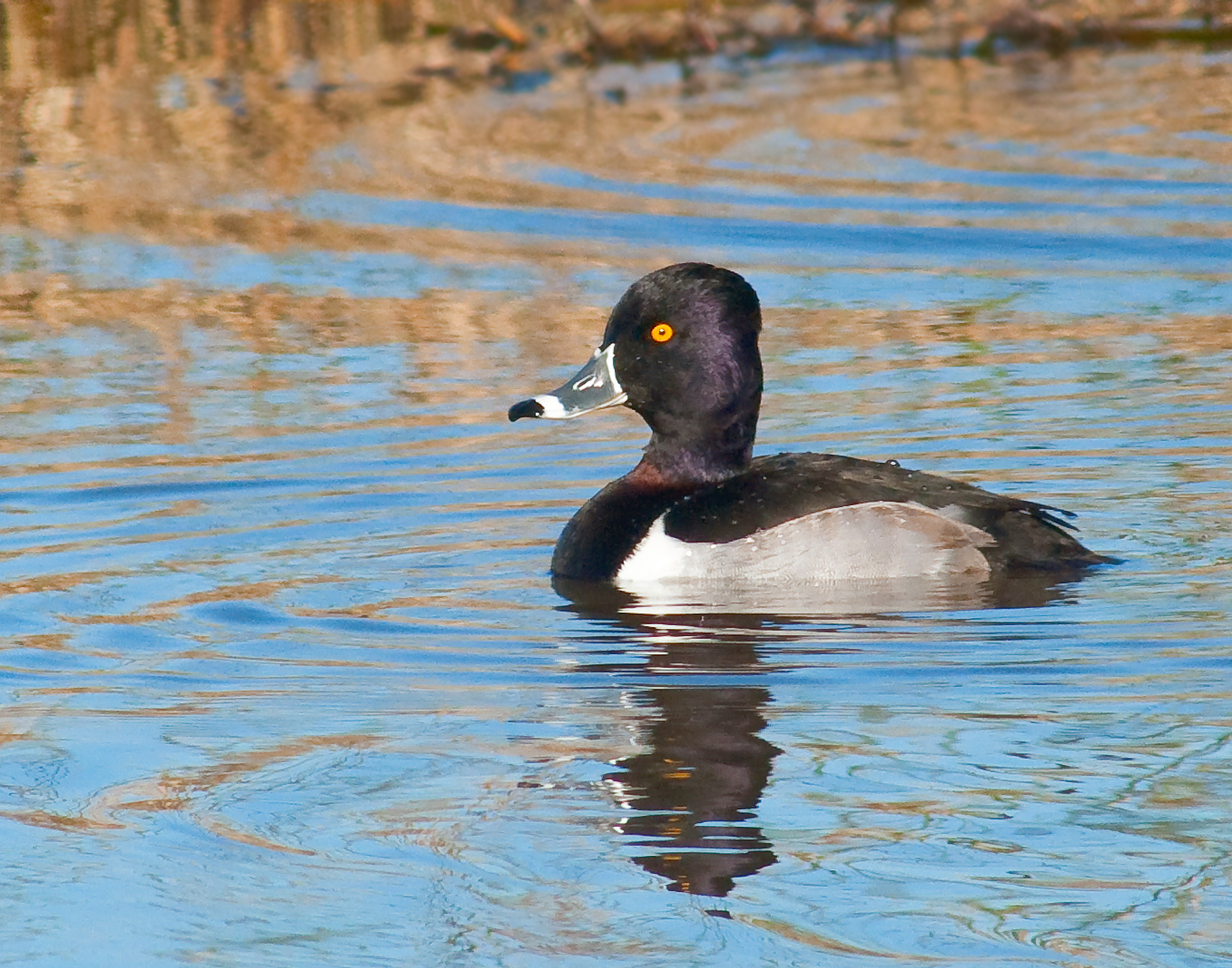 Male Ring-necked Duck - Lacassine National Wildlife Refuge, Louisiana