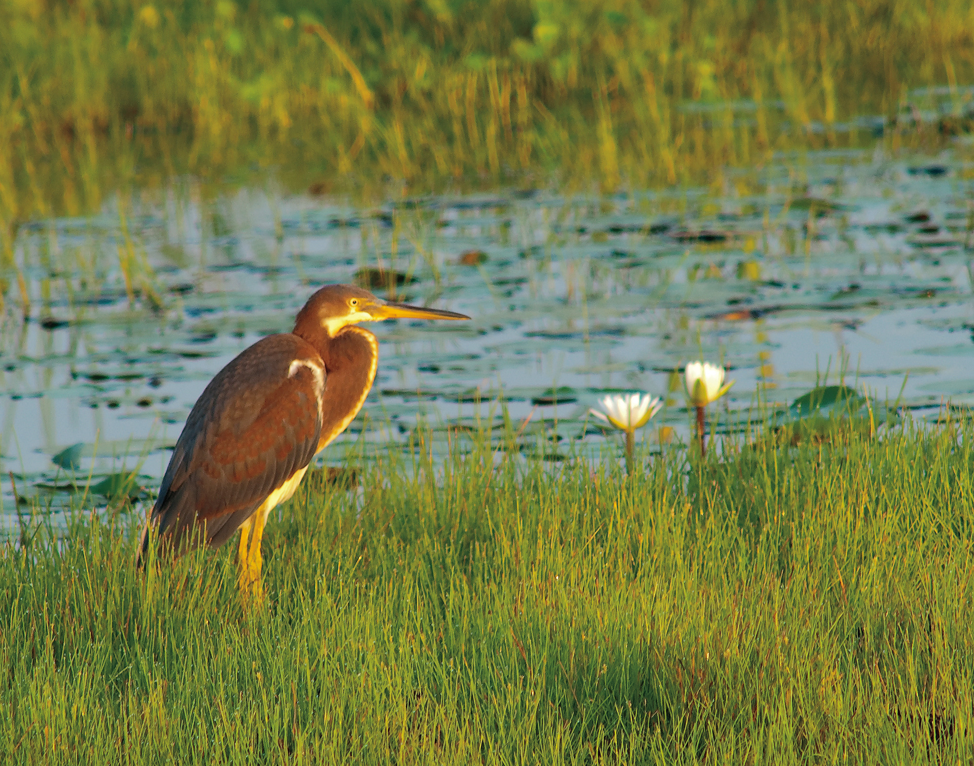 Young Tri-color Heron - Lacassine National Wildlife Refuge, Louisiana