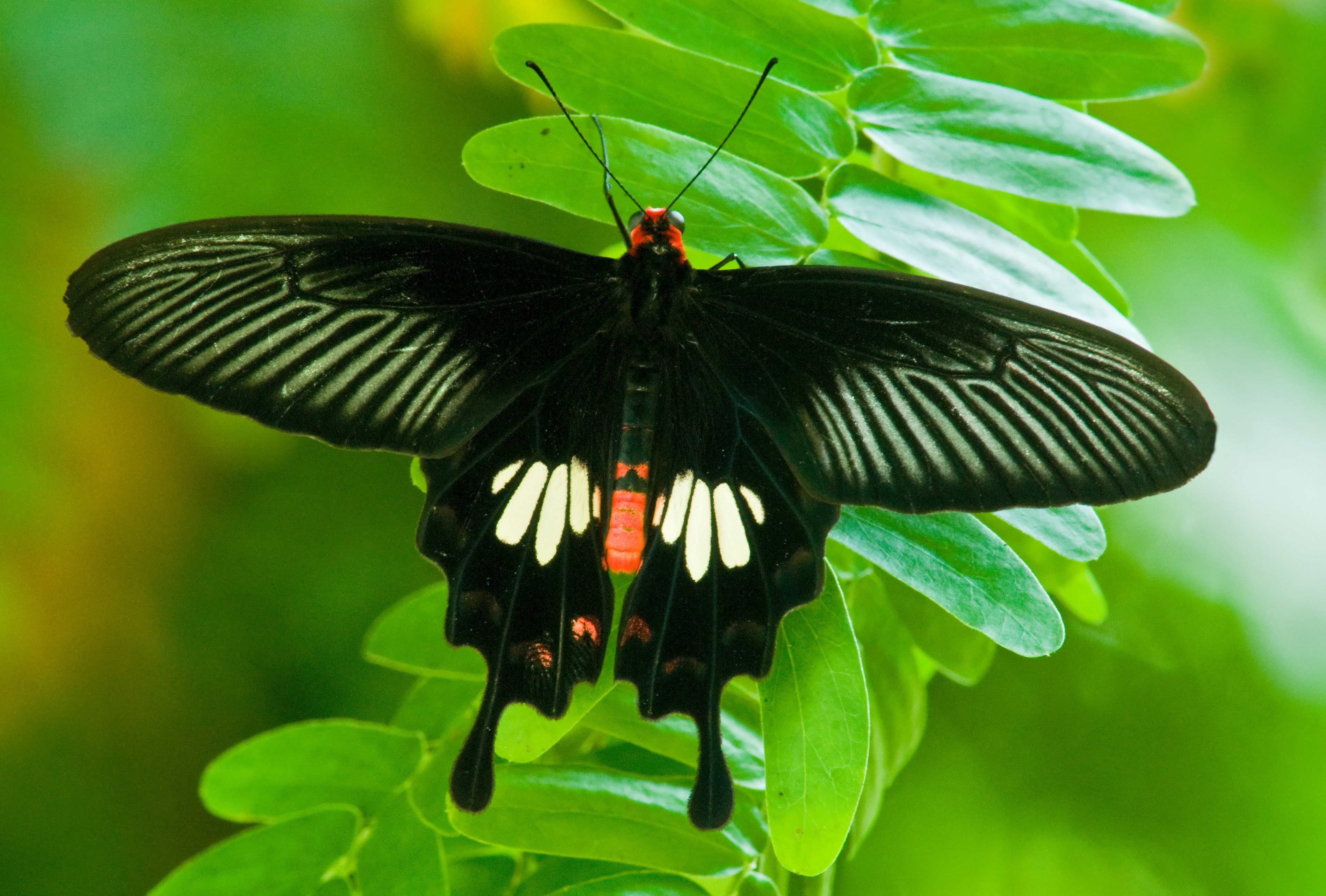 Pachlioptera Swallowtail
