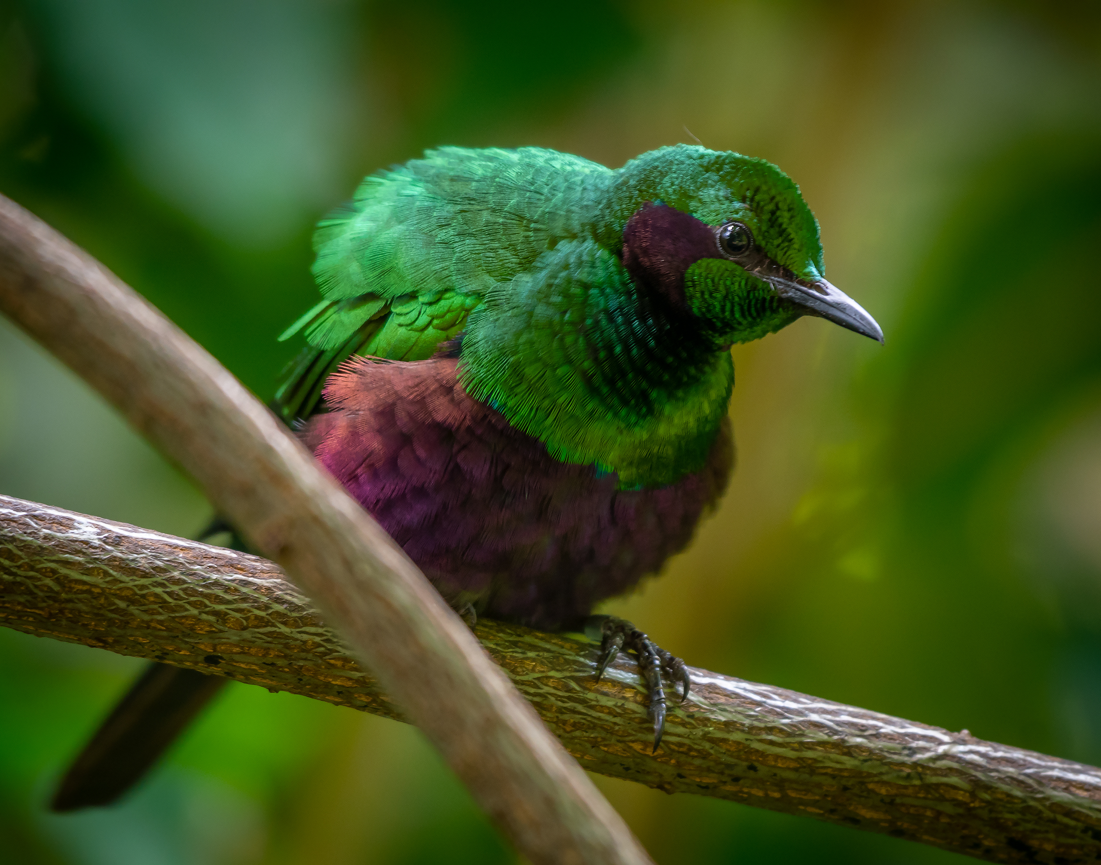 Emerald Starling (West Africa)