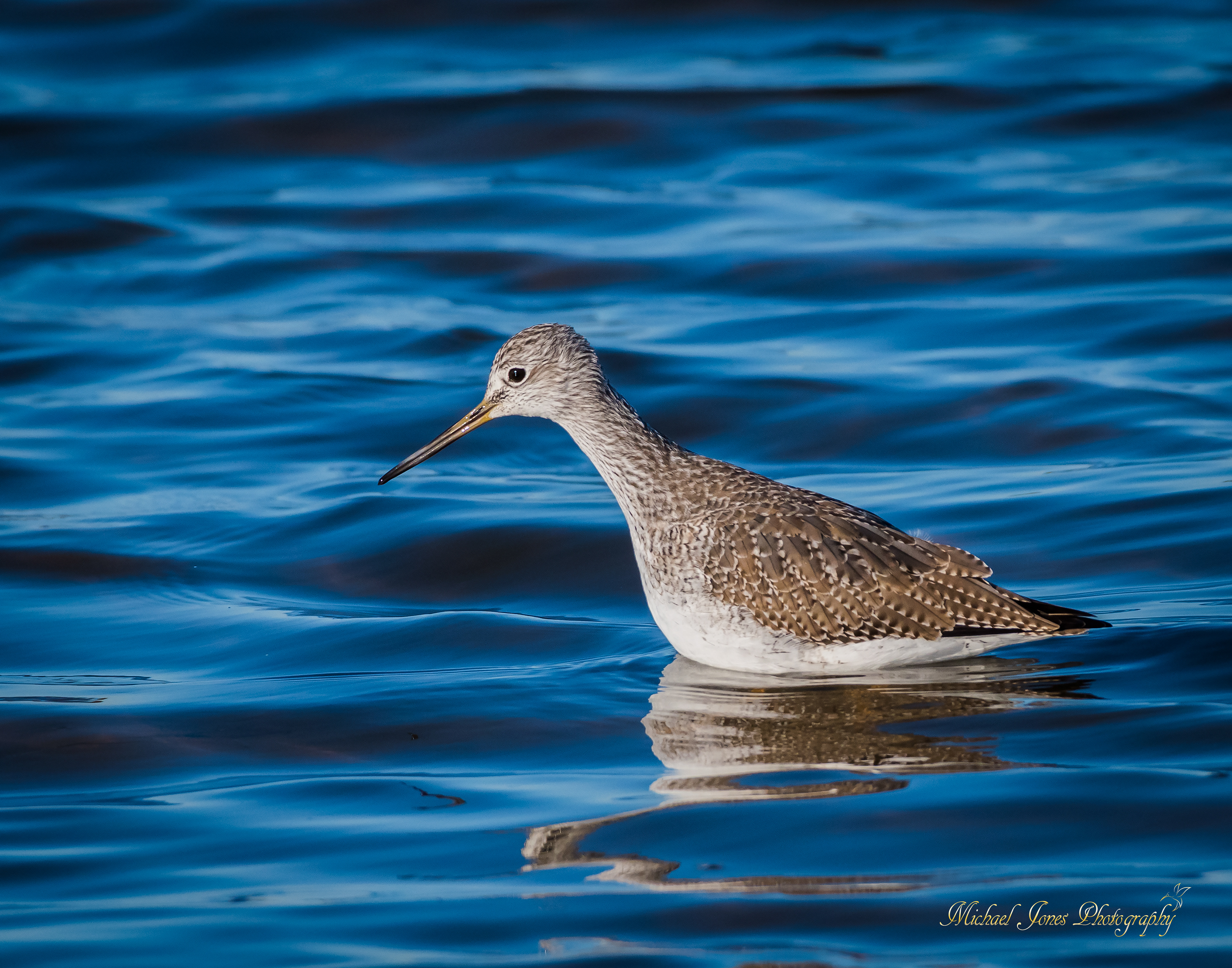 Lesser Yellow Legs - Pea Island National Wildlife Refuge, NC