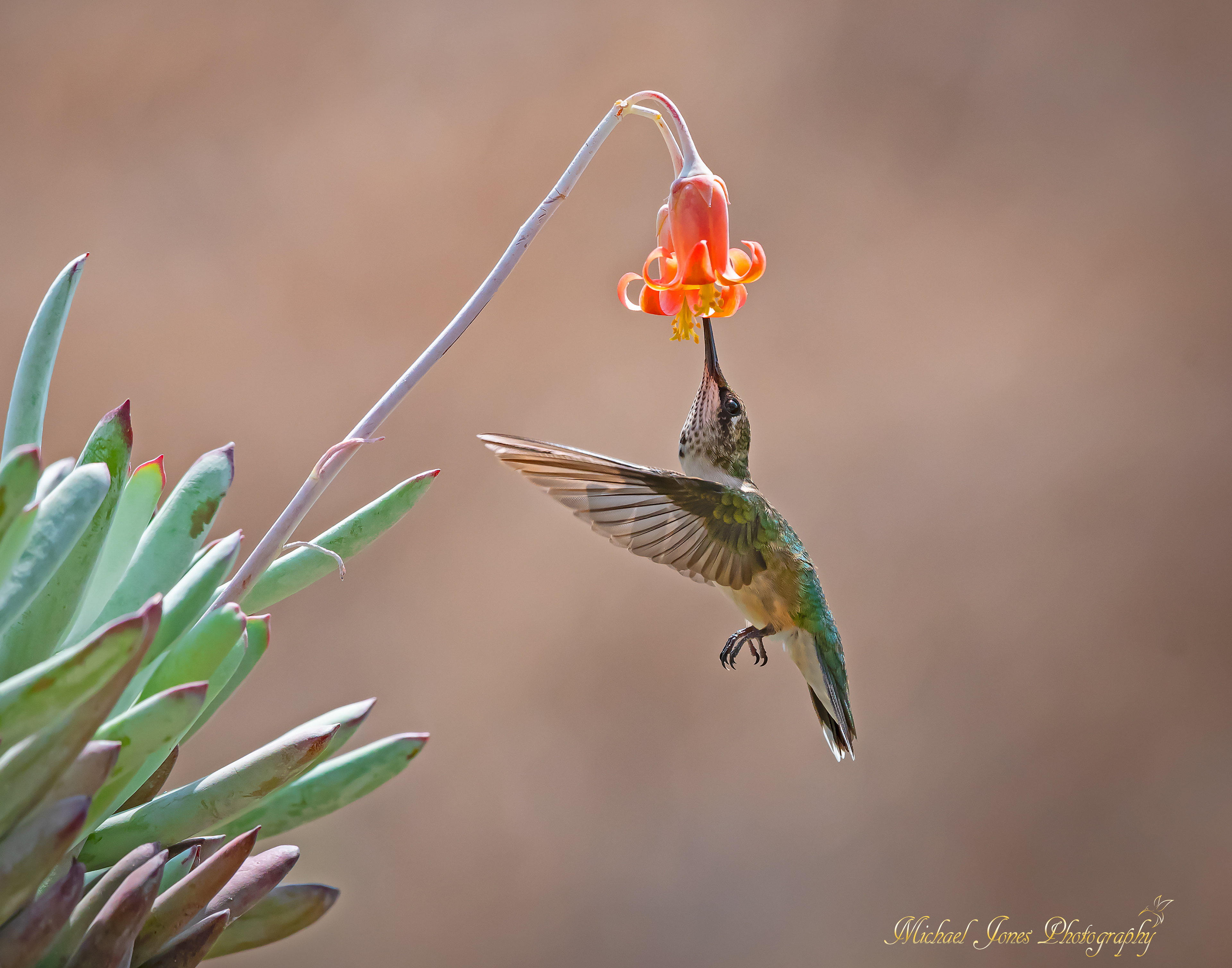 Young Male Rubythroated Hummingbird