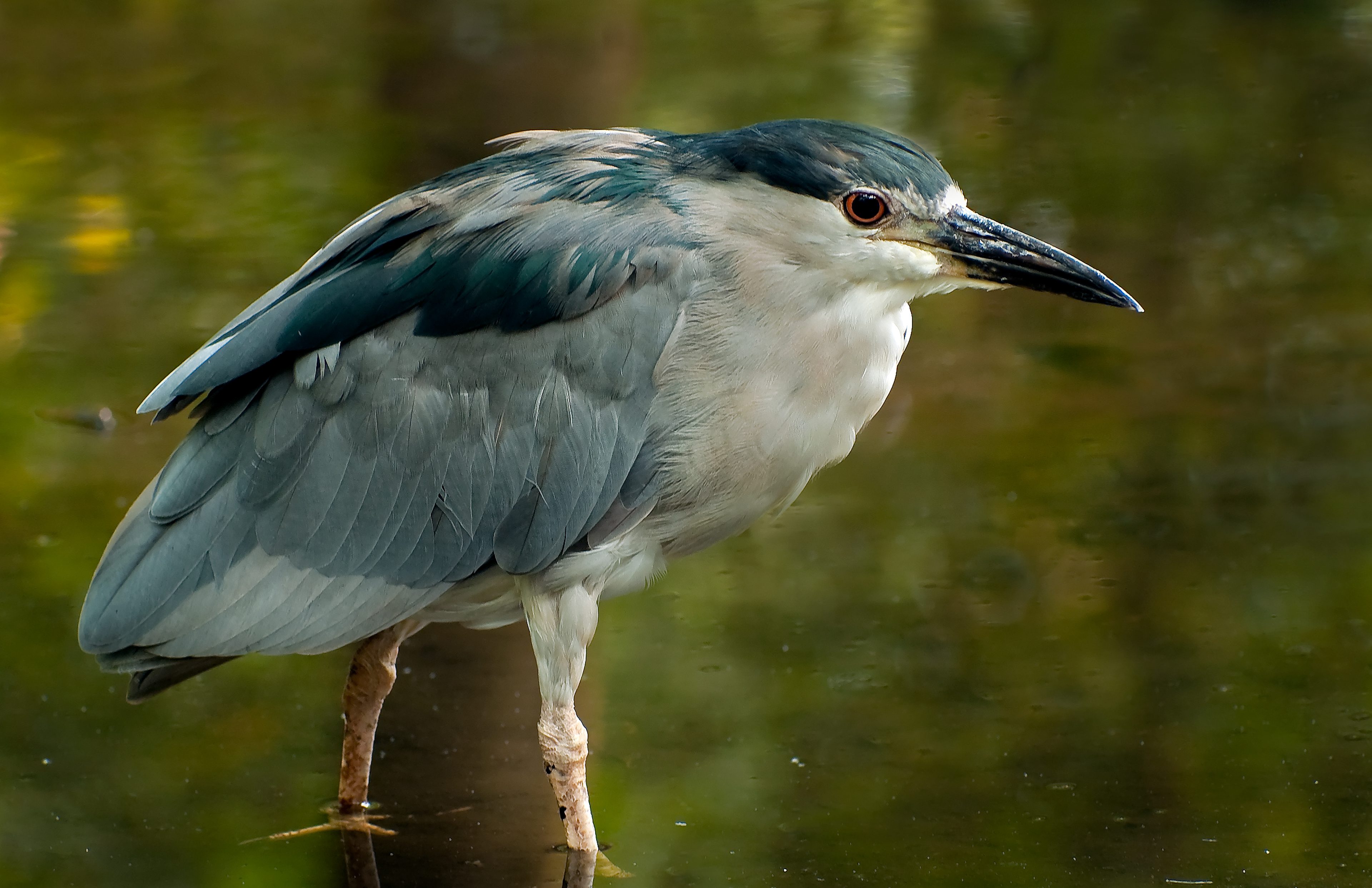 Black-crowned Night Heron - Horry County, South Carolina
