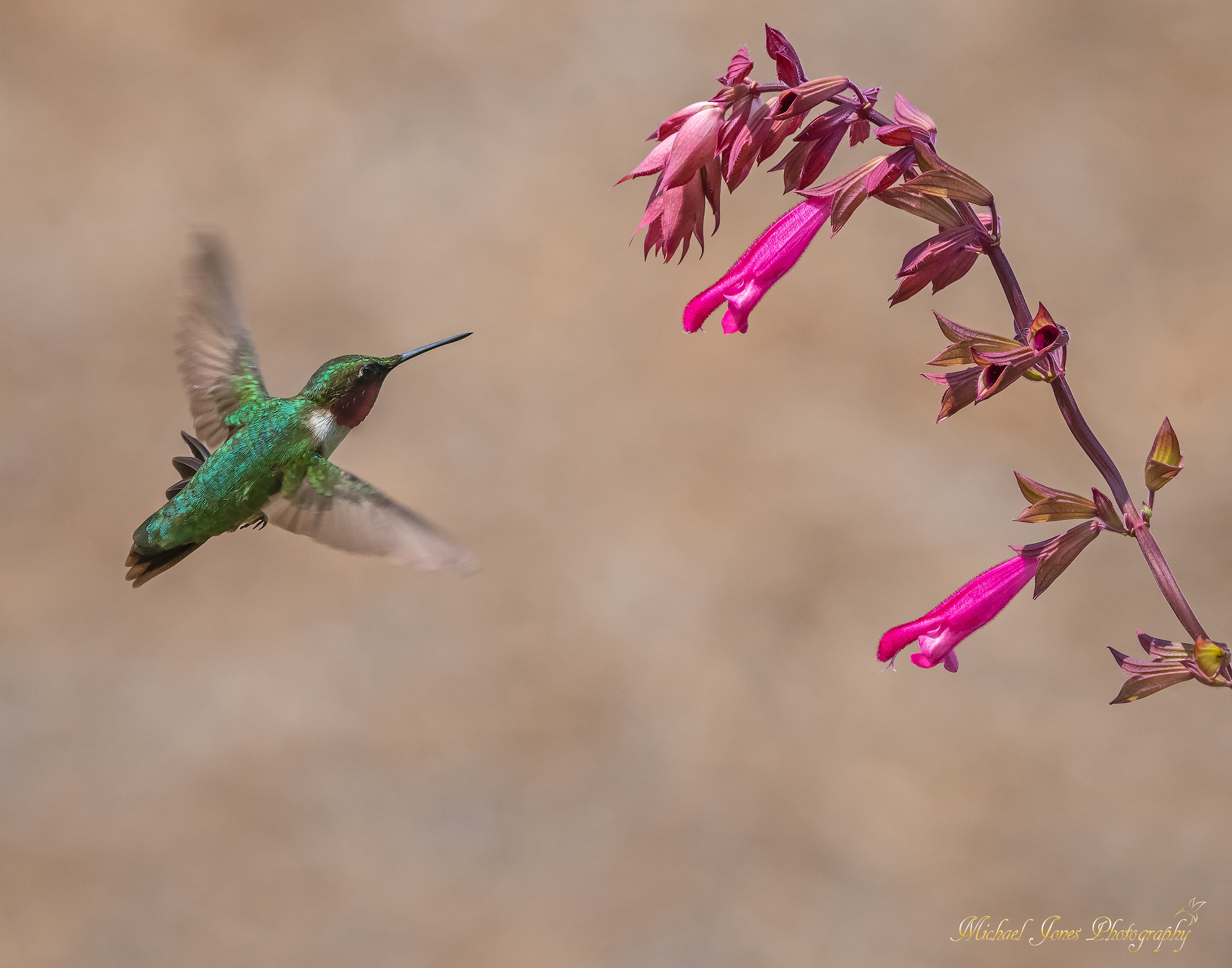Male Rubythroated Hummingbird 1