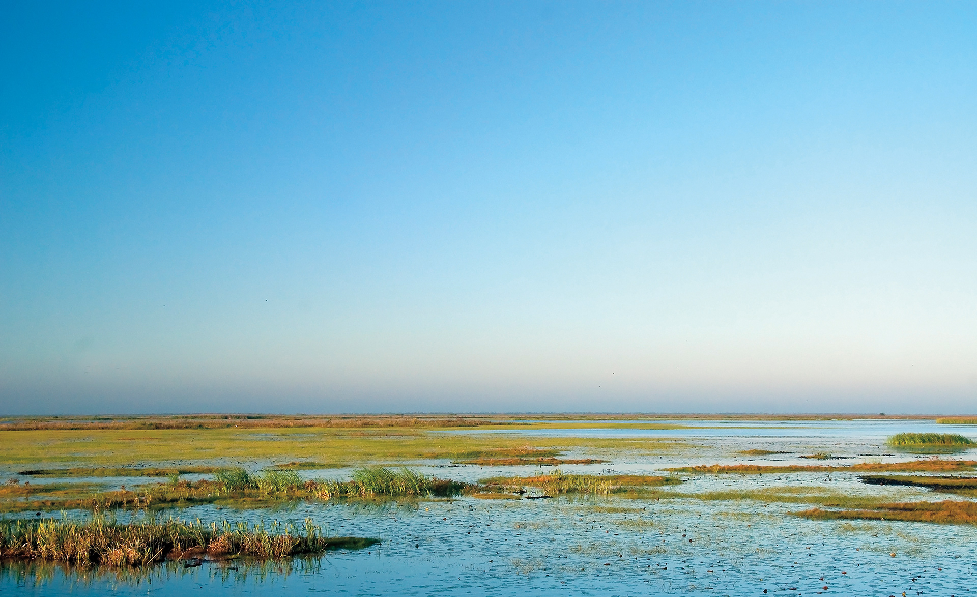 Springtime - Lacassine National Wildlife Refuge, Louisiana