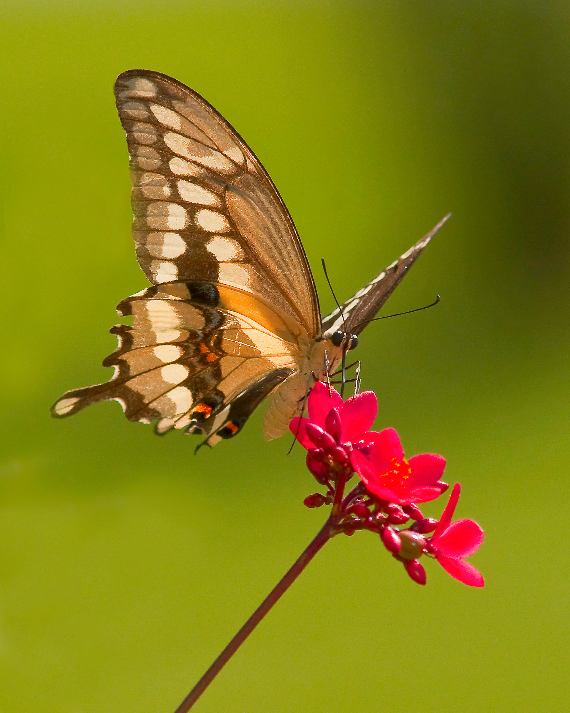 Giant Swallowtail