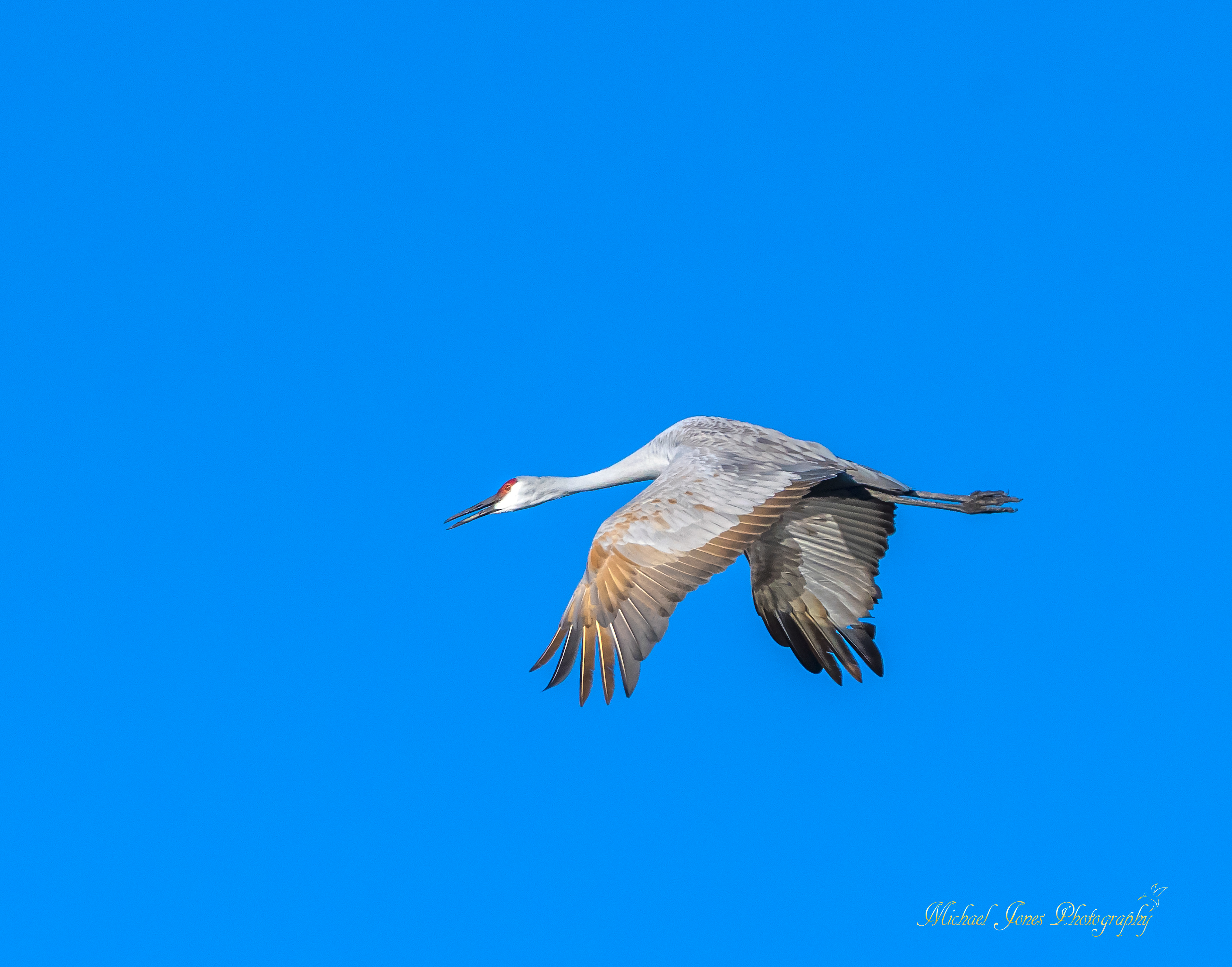 Sandhill Crane Flight - Pea island National Wildlife Refuge, NC