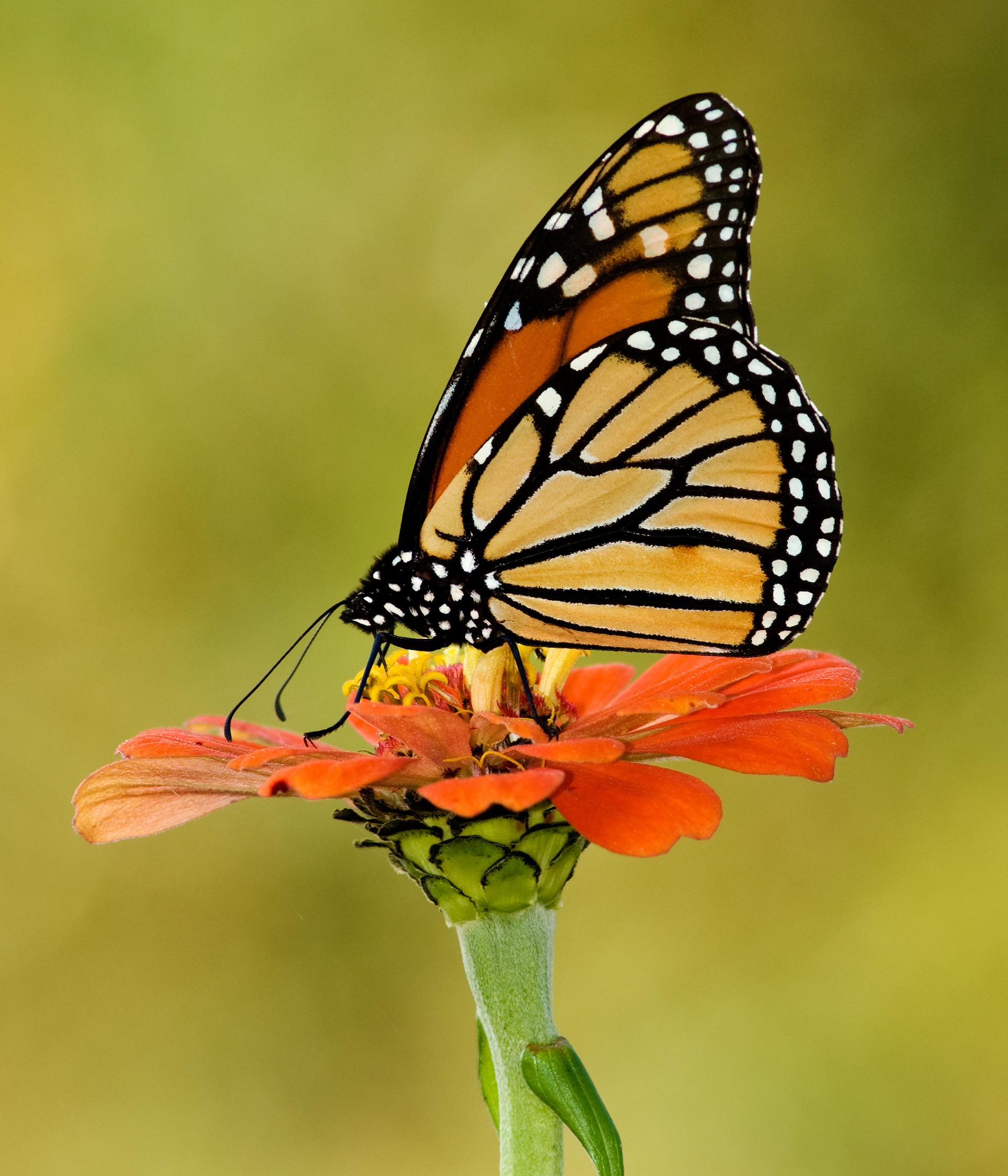 Monarch 3