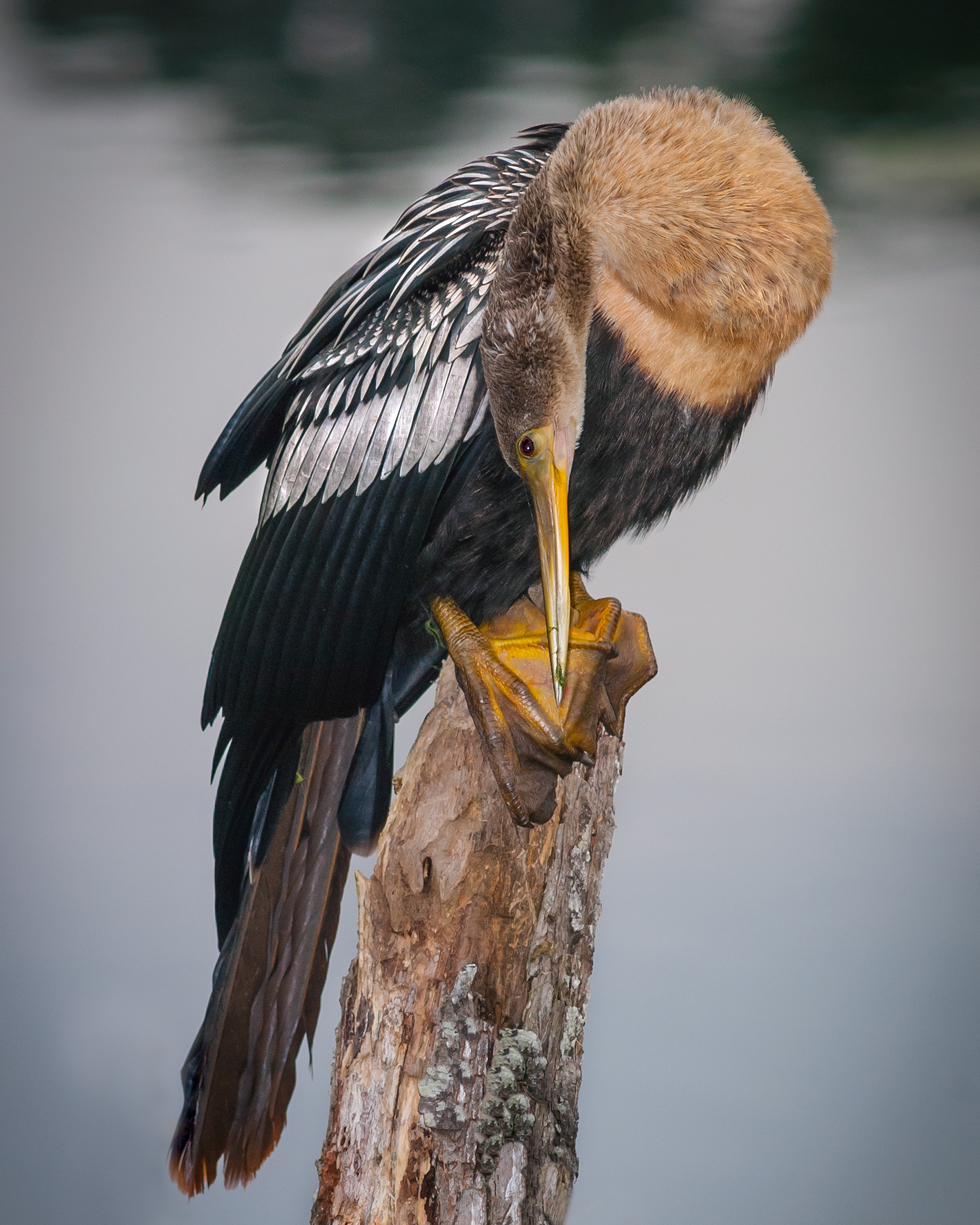 Anhinga Resting - Brunswick County, North Carolina