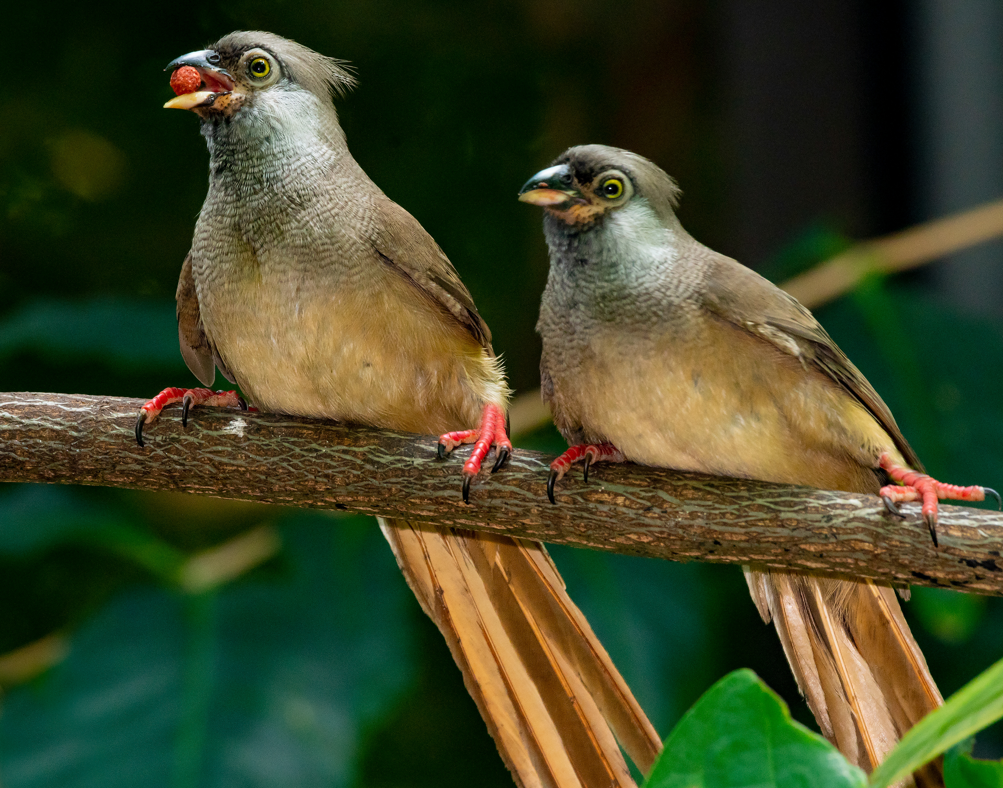 Speckled Mousebird Pair (Africa)