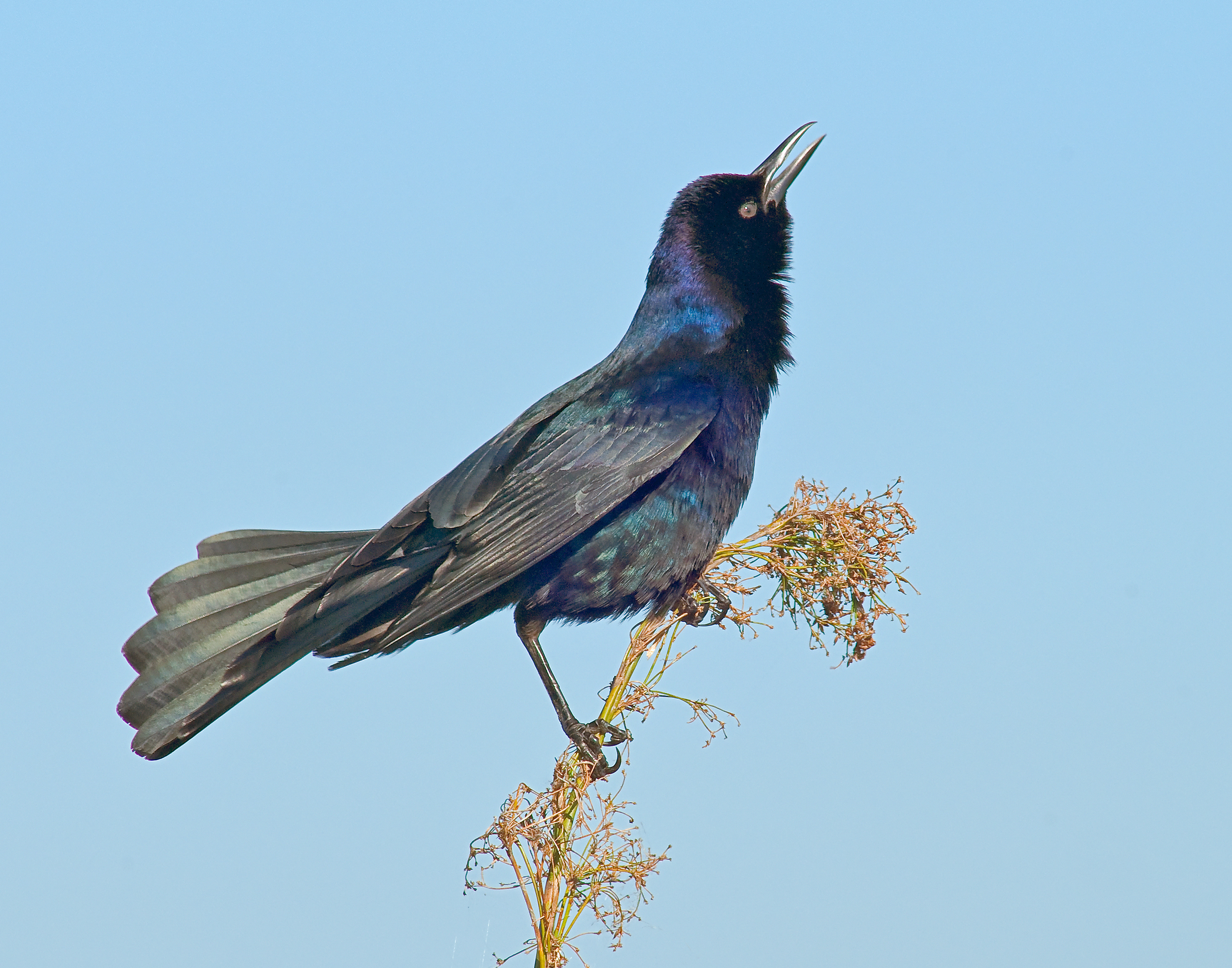 Male Boat-tailed Grackle - Lacassine National Wildlife Refuge, Louisiana