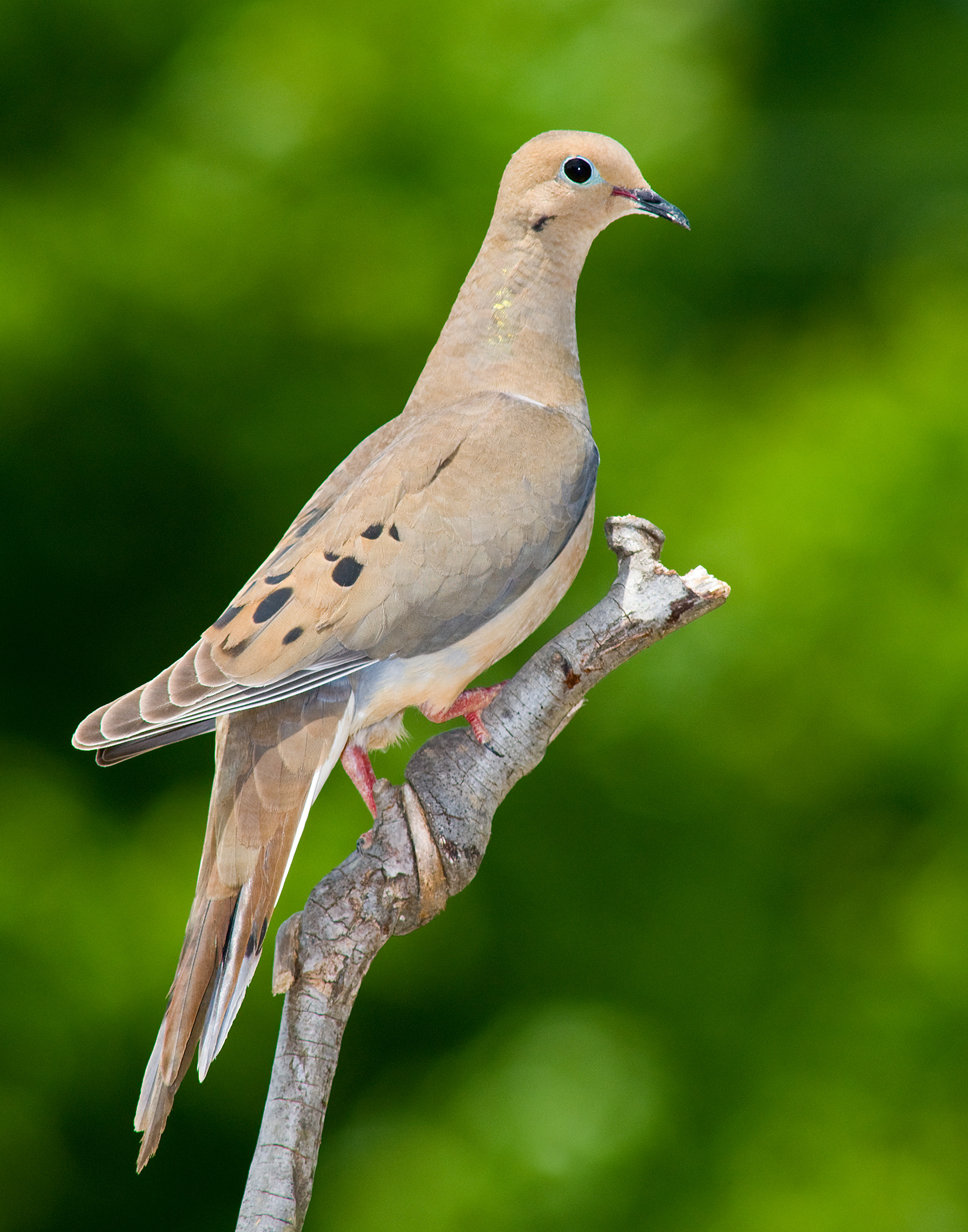 Mourning Dove - Polk County Georgia