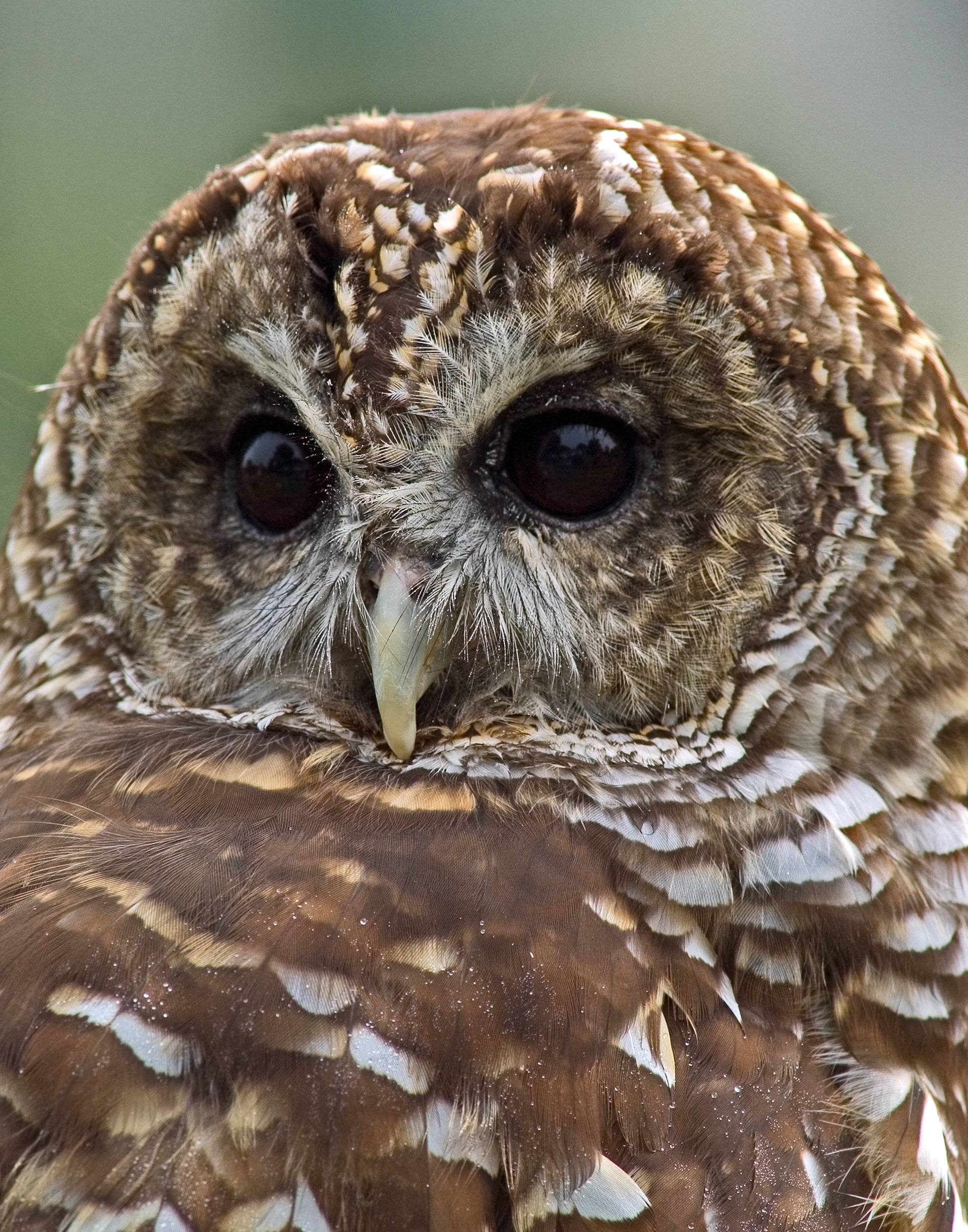Barred Owl Portrait