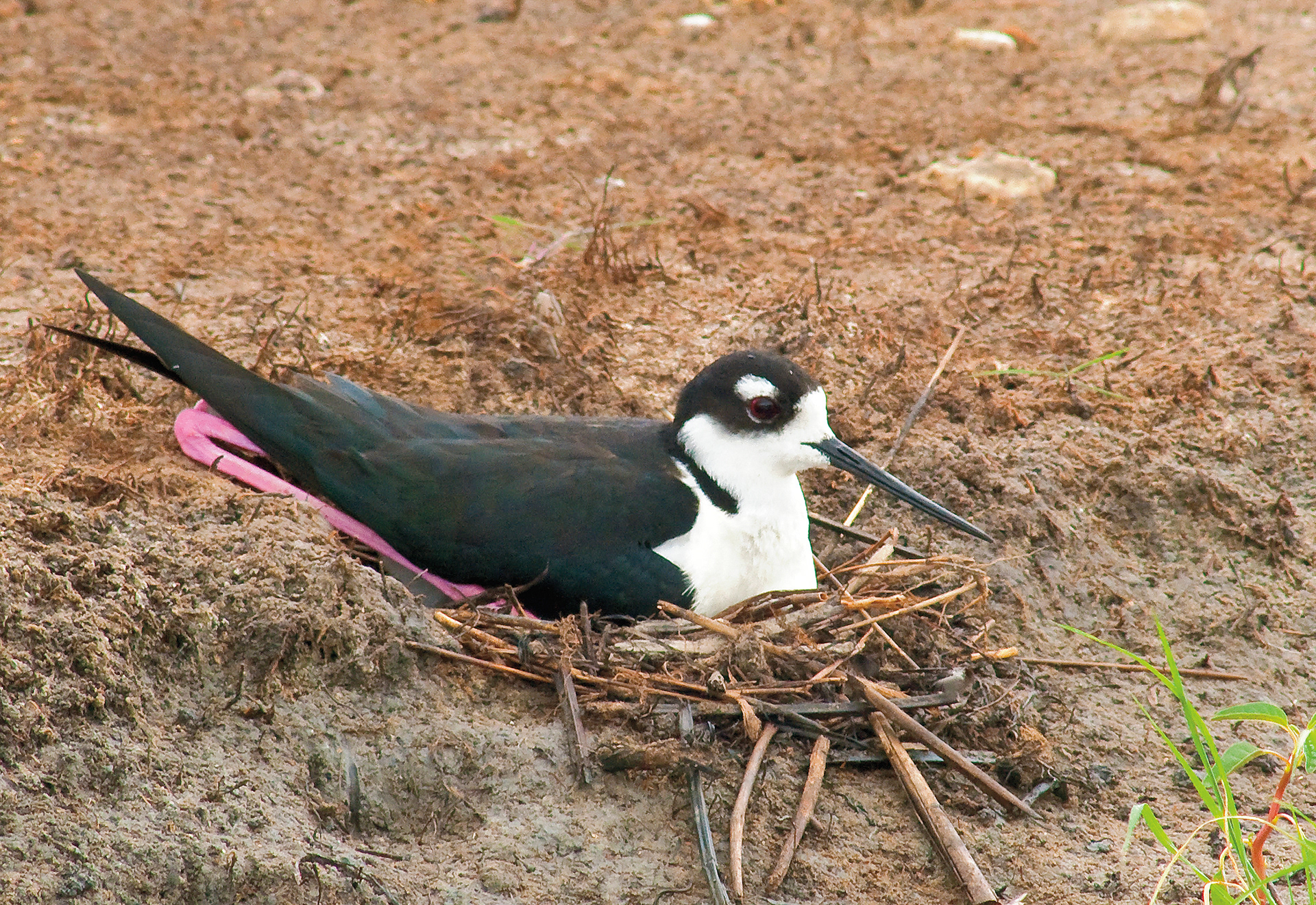 Black-necked Stilt on Nest - Anahuac National Wildlife Refuge, Texas
