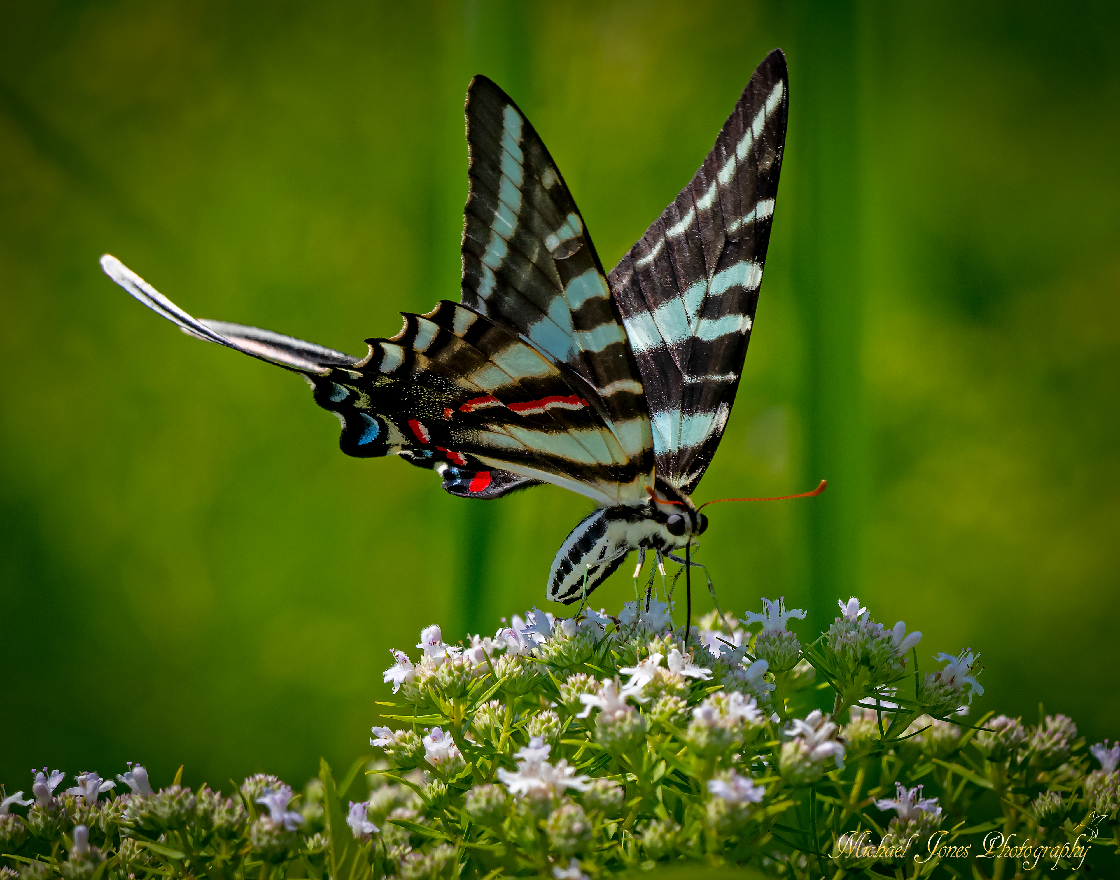 Zebra Swallowtail
