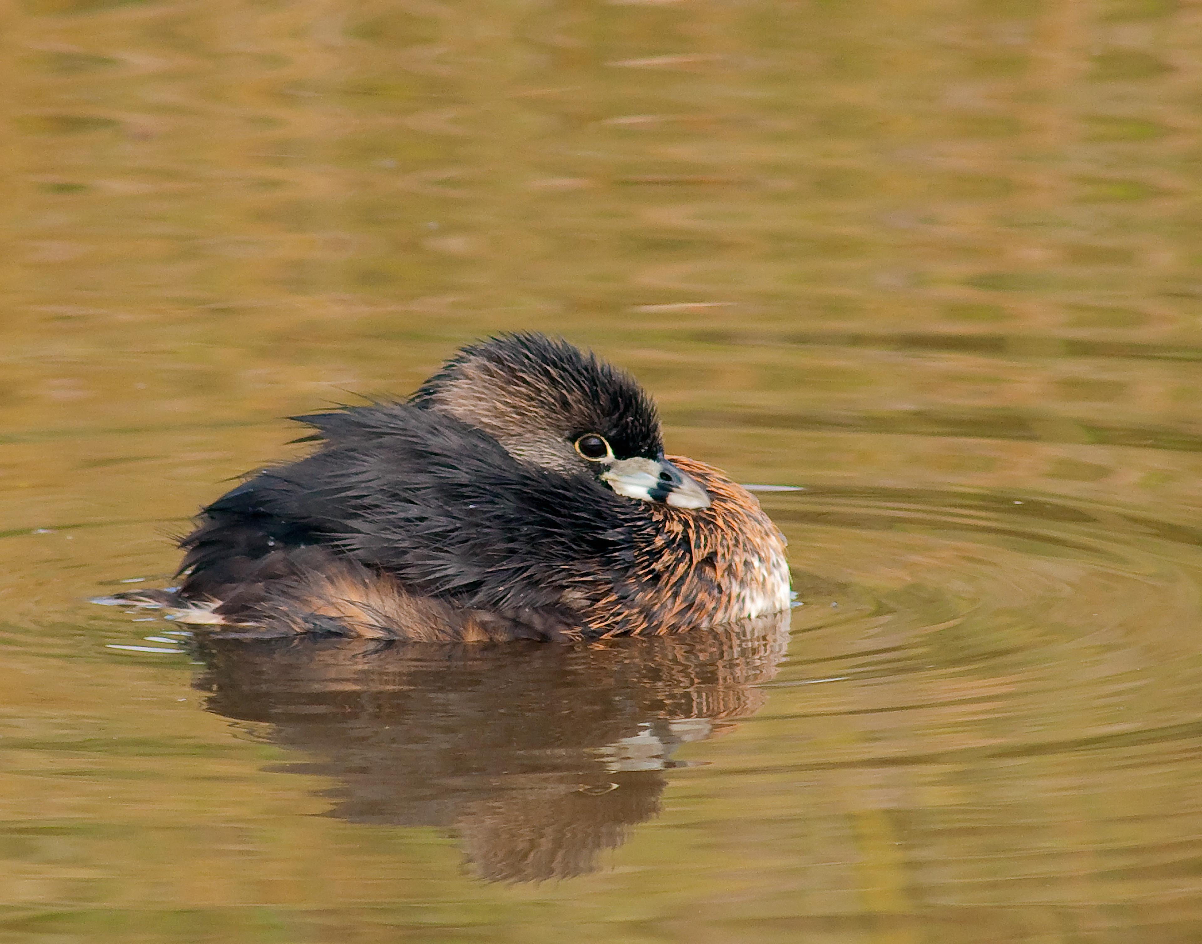 Pied-billed Grebe - Lacassine National Wildlife Refuge, Louisiana