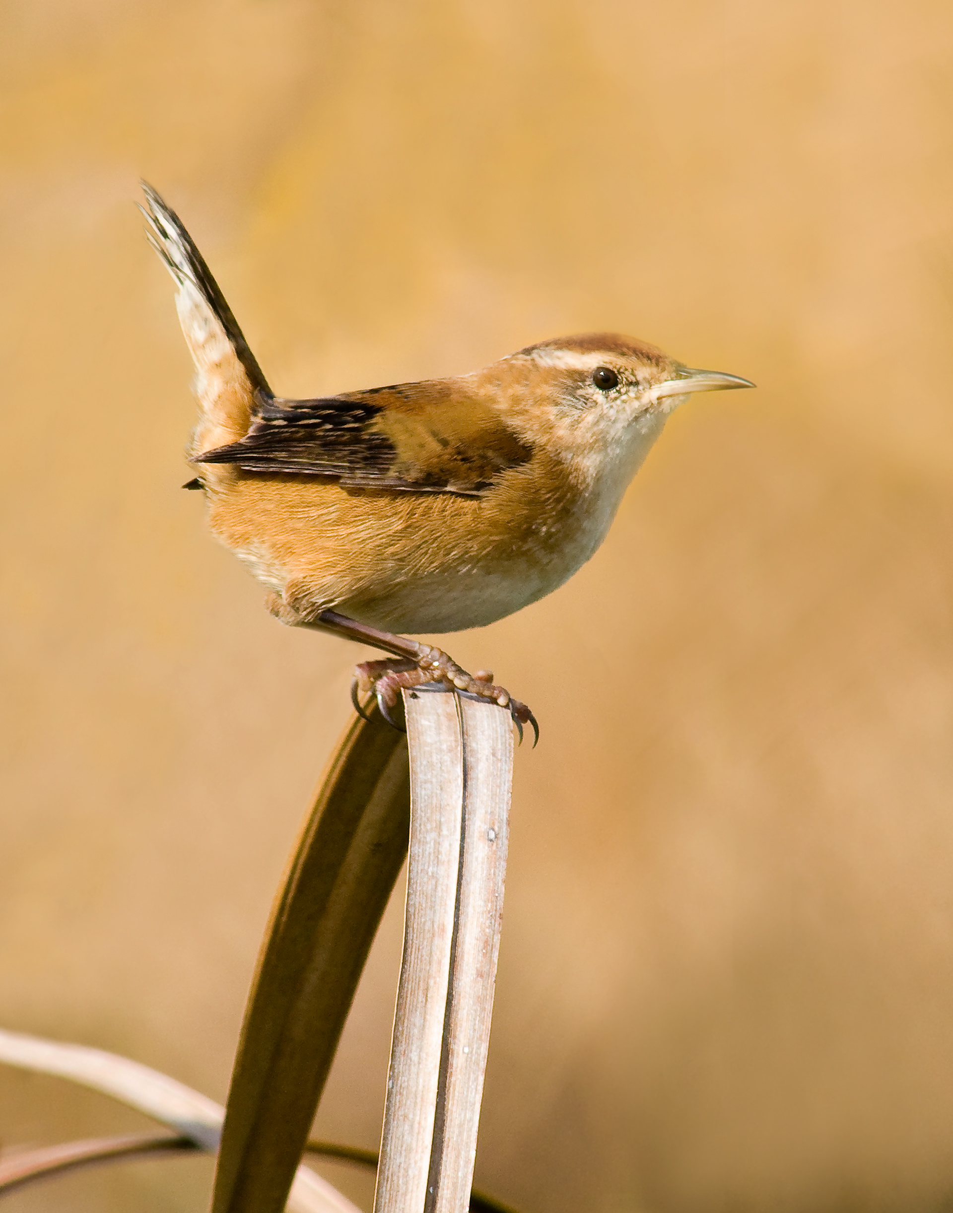 Marsh Wren - Lacassine National Wildlife Refuge, Louisiana