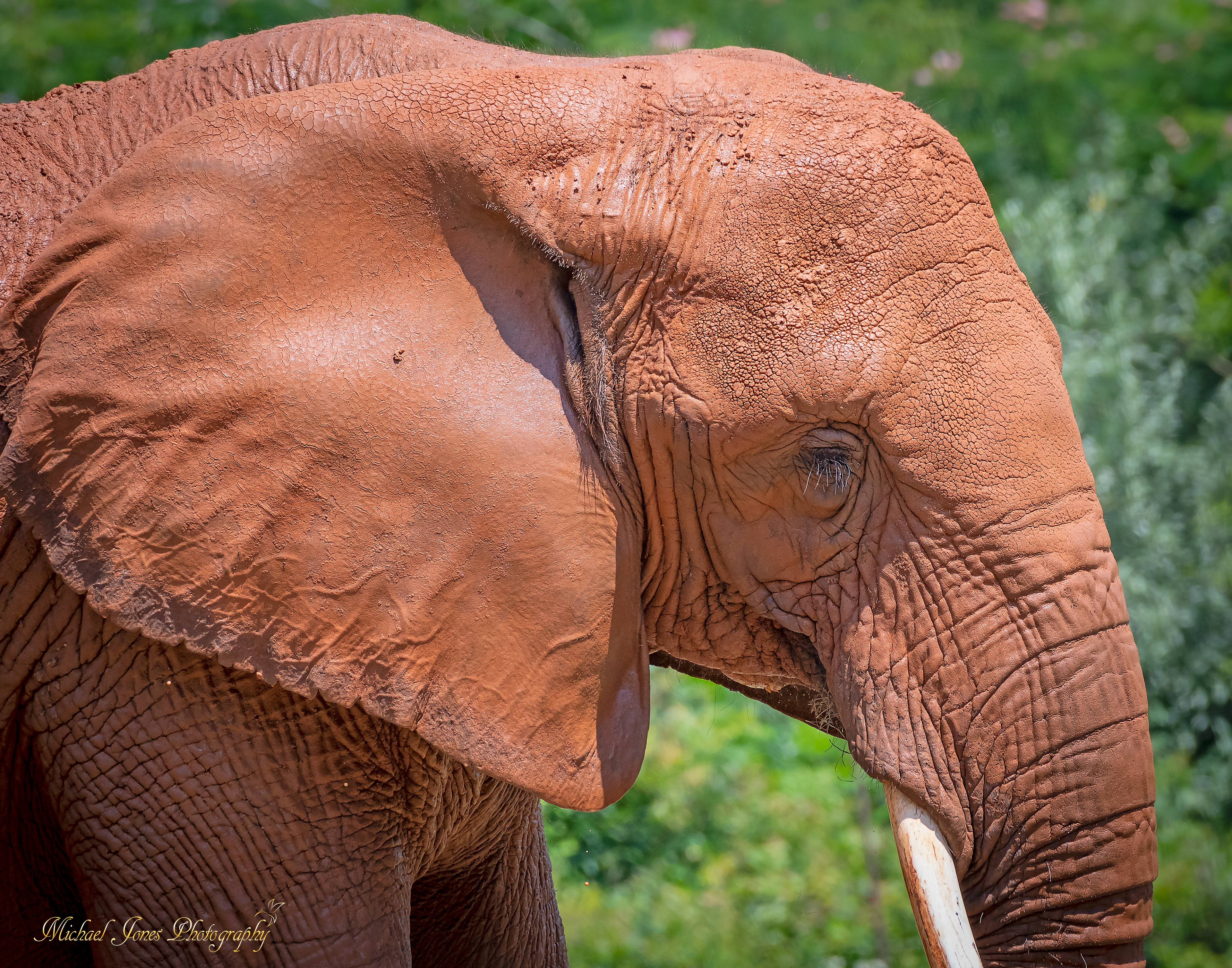 Elephant Portrait 2