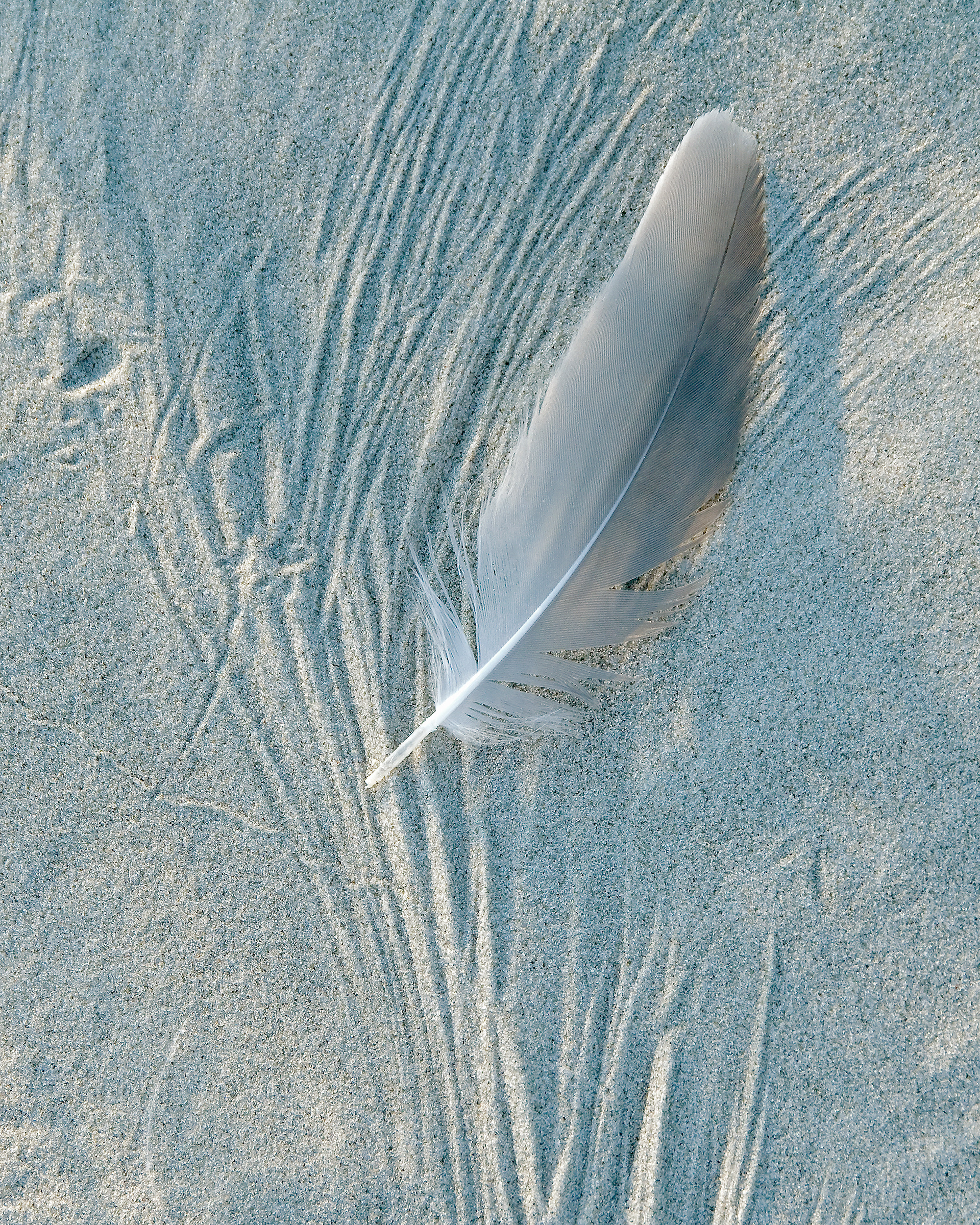 Sand and Feather - Bird Island, North Carolina