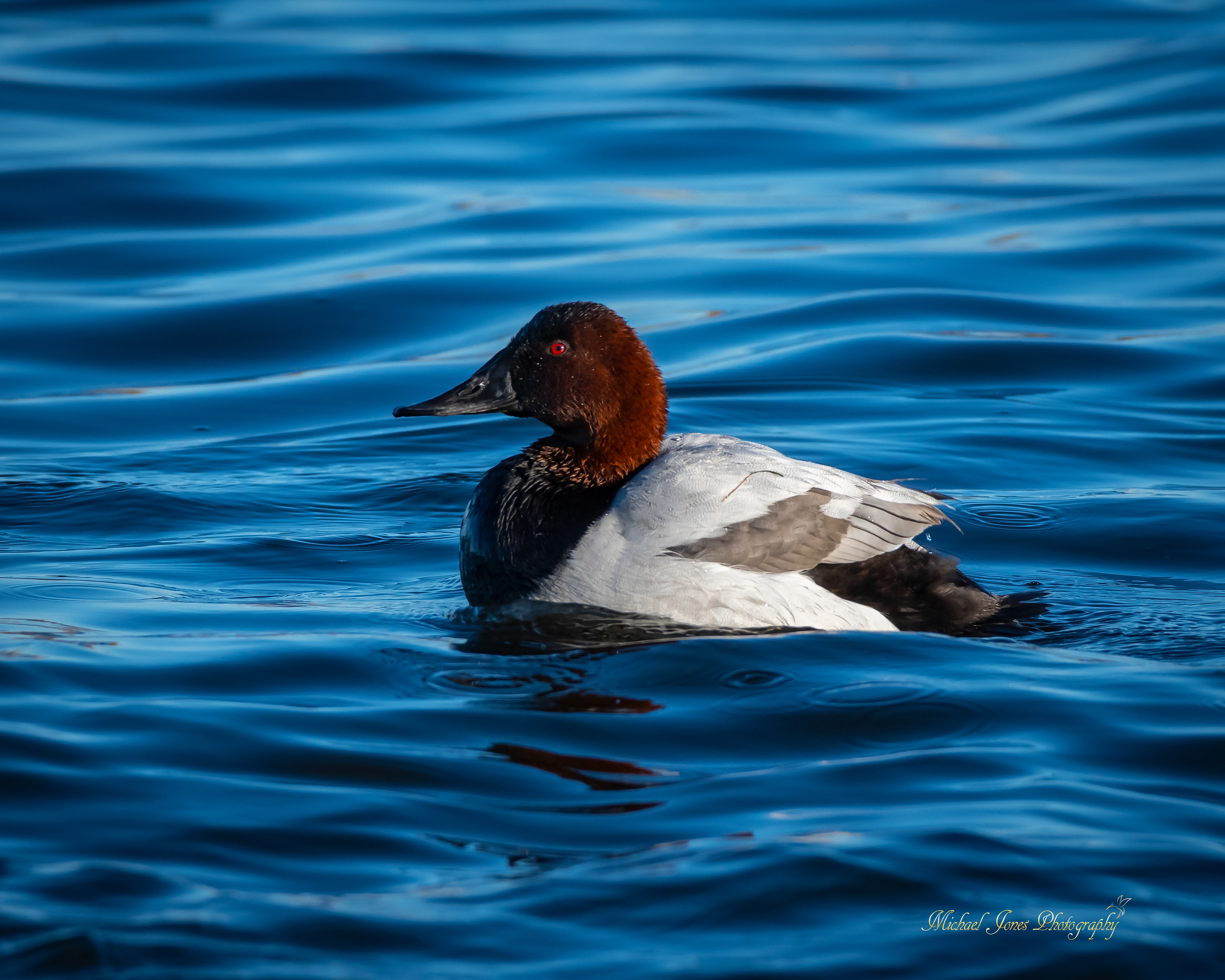 Male Canvas Back Duck - Pea Island National Wildlife Refuge, NC
