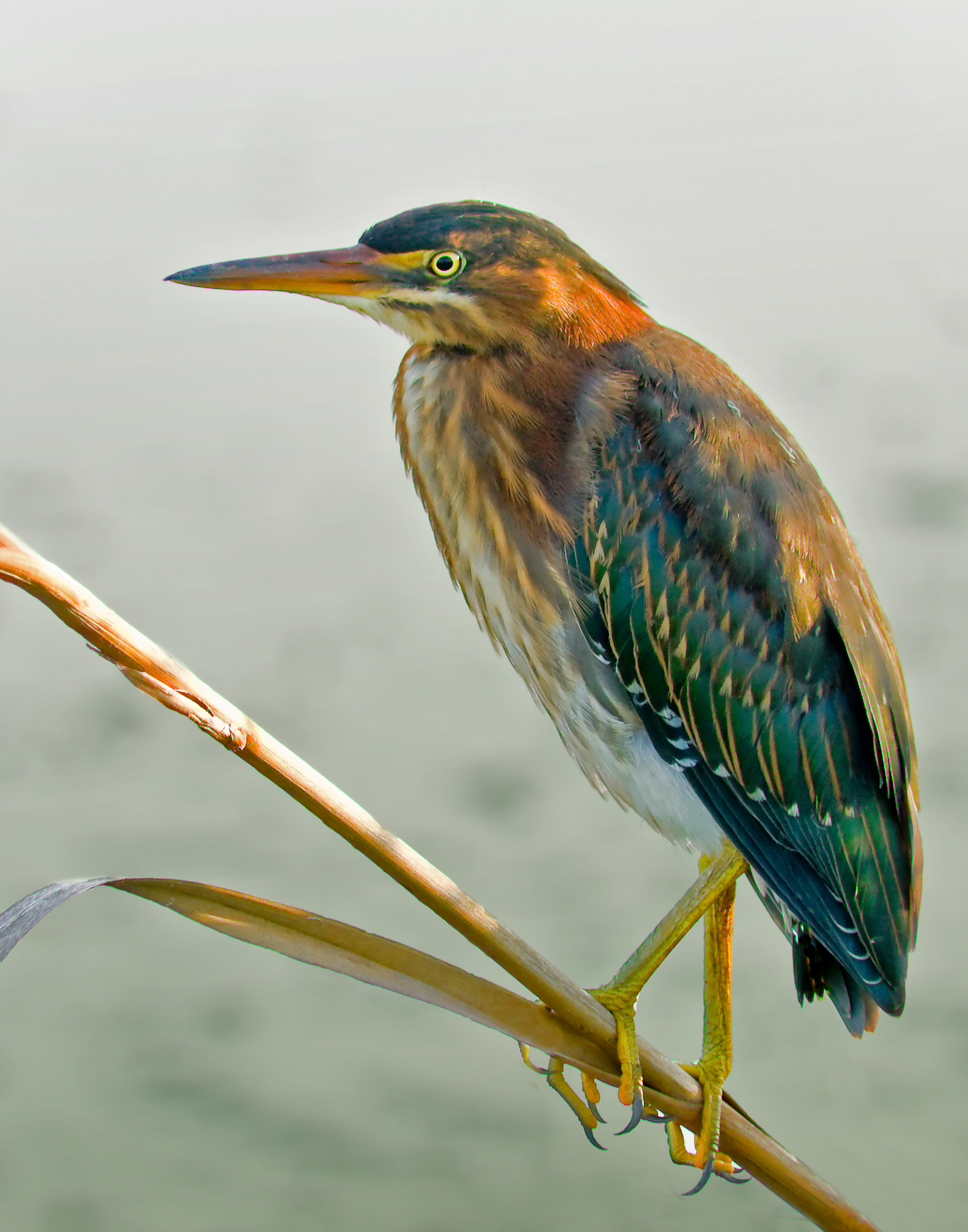Green Heron (immature) - Lacassine National Wildlife Refuge, Louisiana