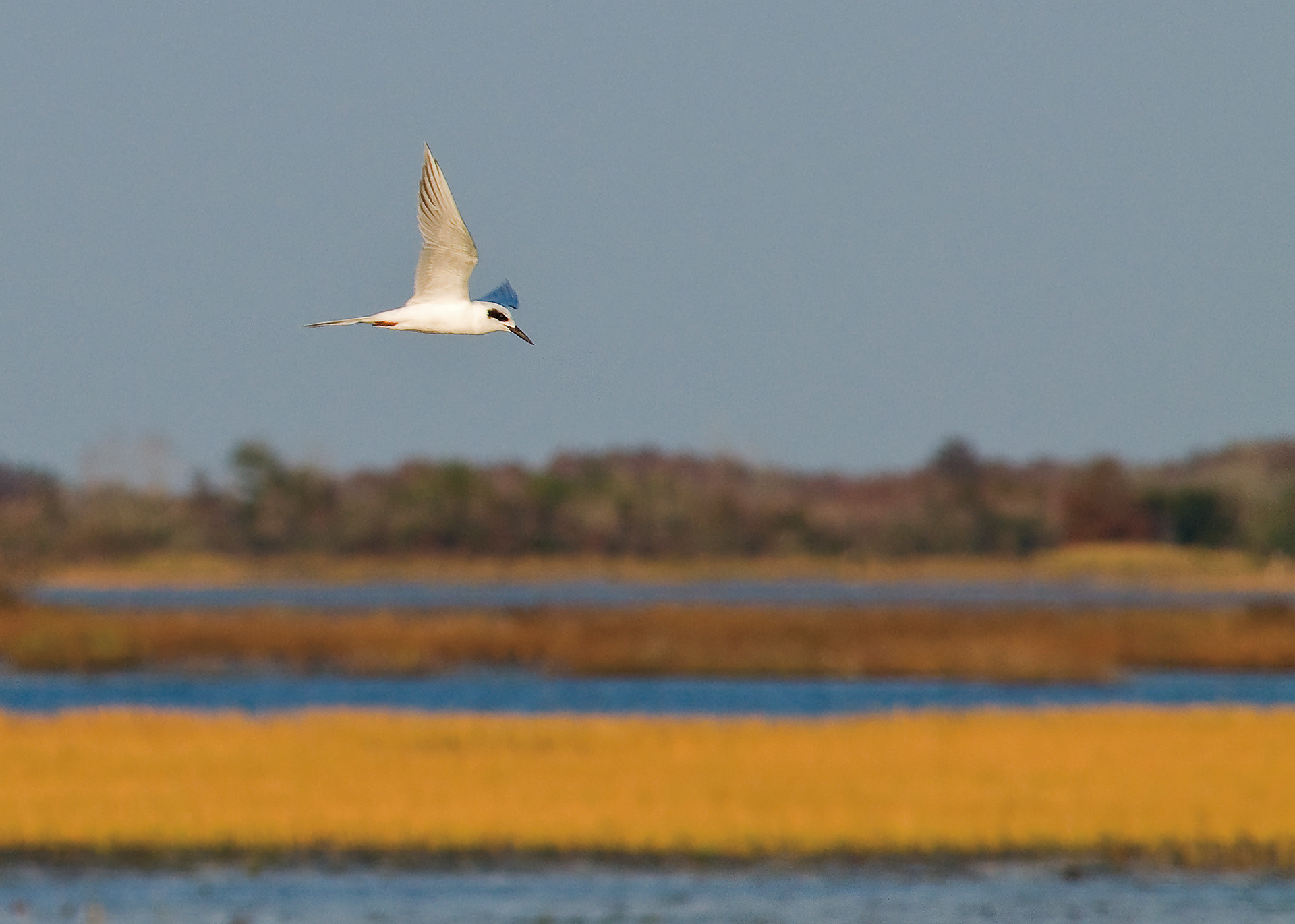 Foresters Tern in Flight - Lacassine National Wildlife Refuge, Louisiana