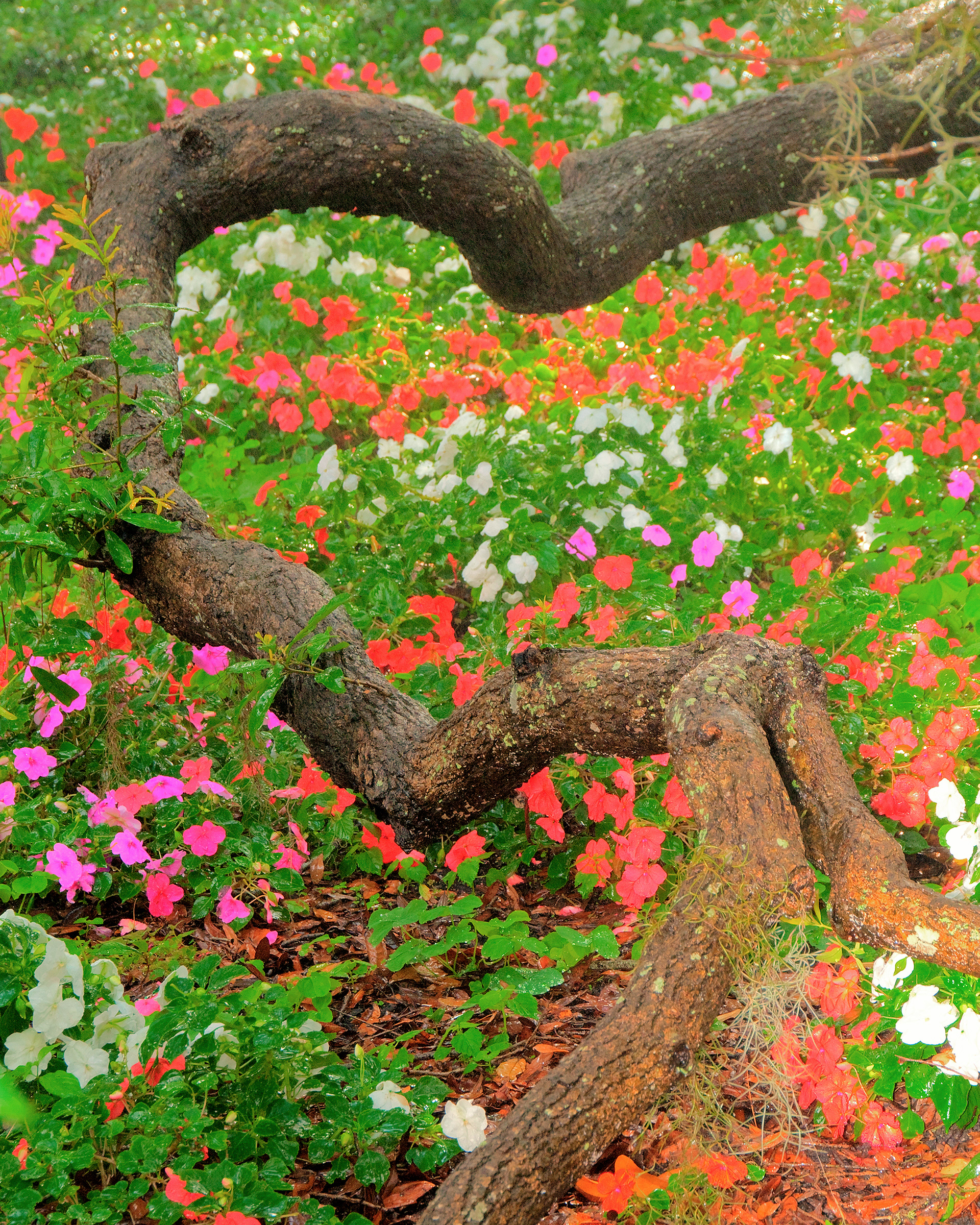 Live Oak Limb and Flowers - Rip Van Winkle Gardens, Louisiana