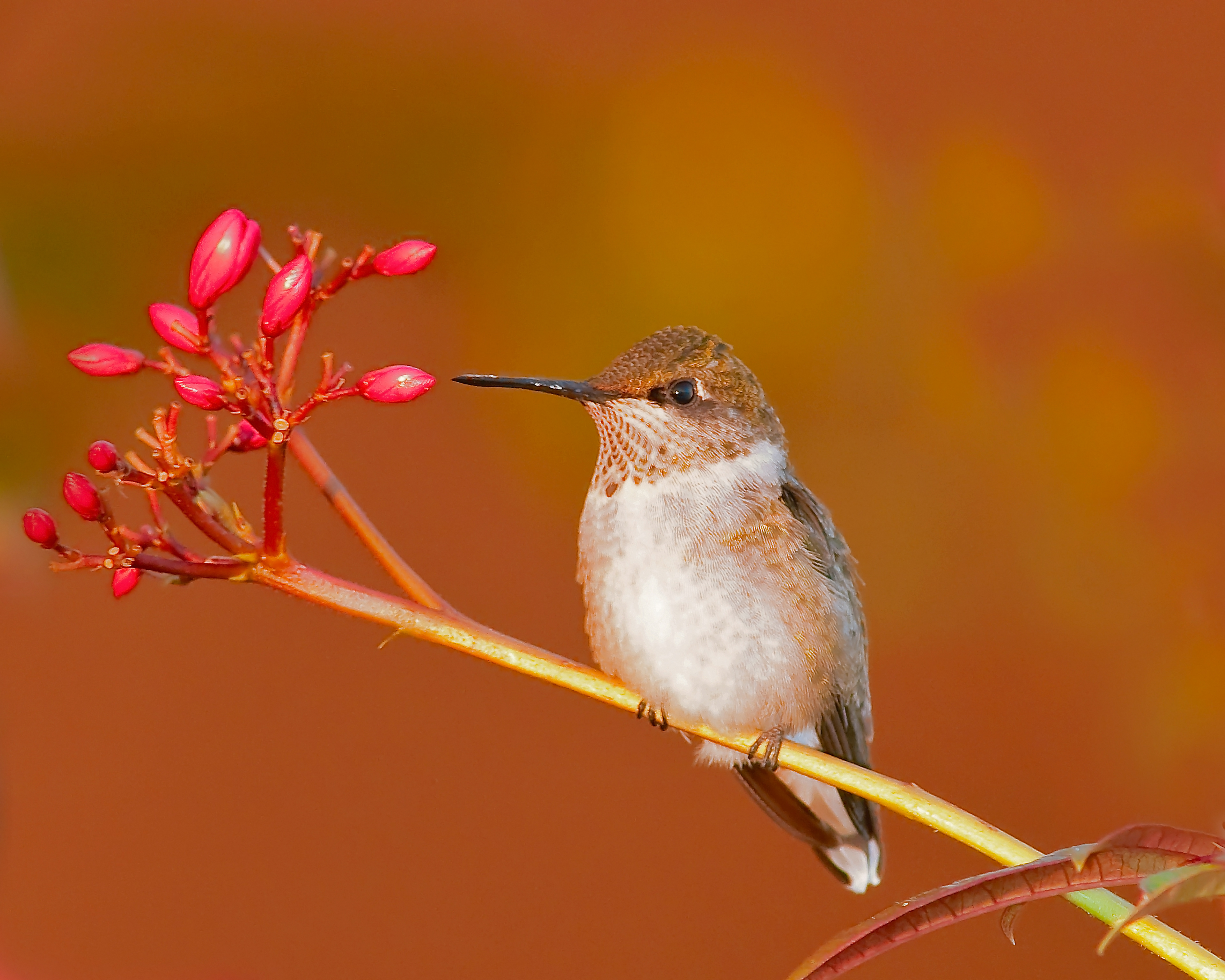 Rufous Hummingbird 1