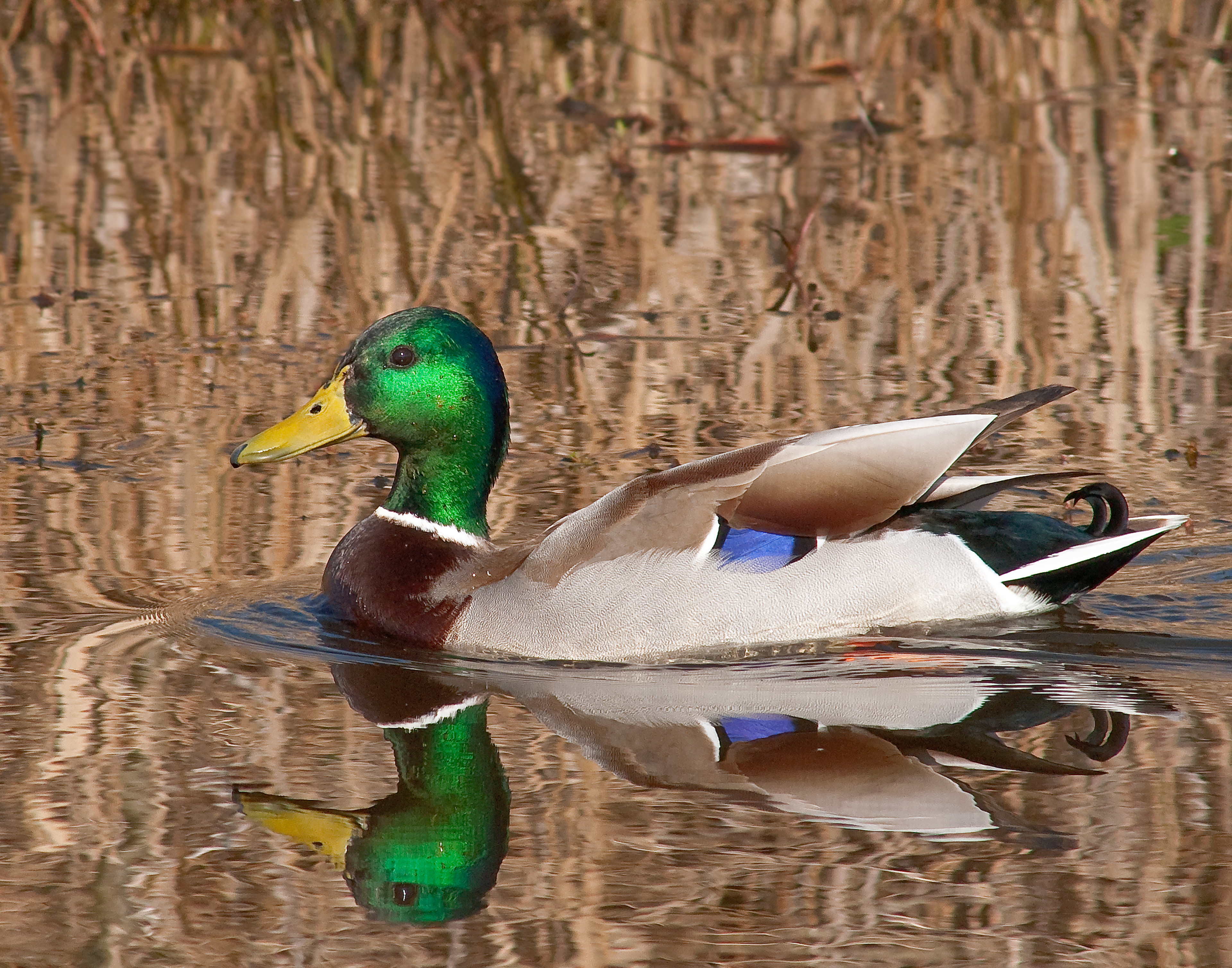 Mallard - Lacassine National Wildlife Refuge, Louisiana