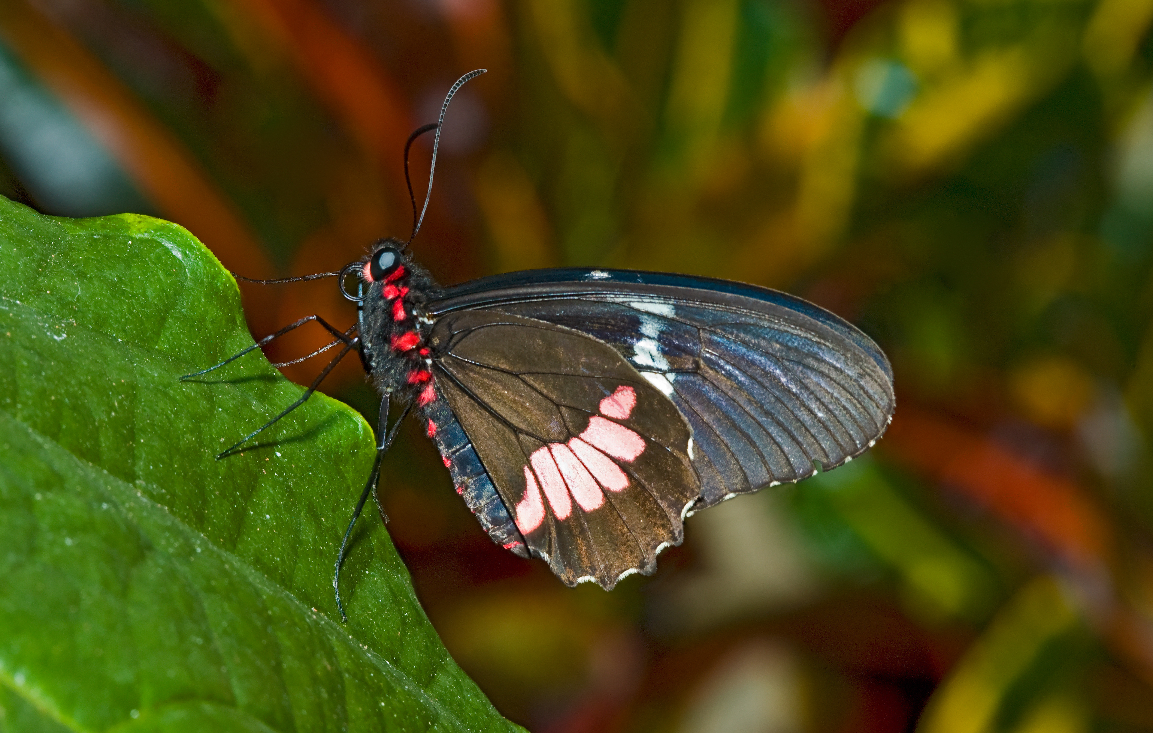 Cattleheart Butterfly