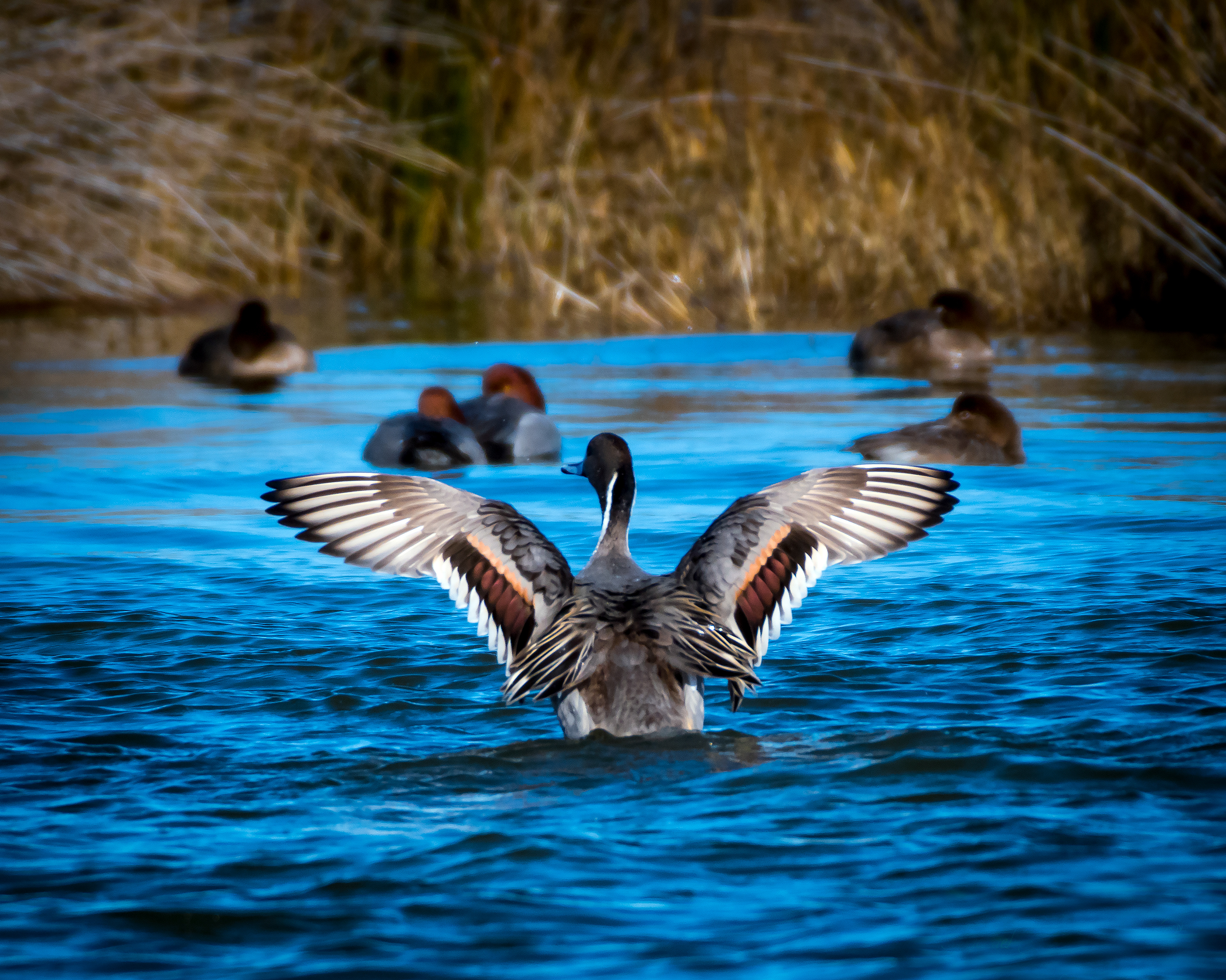 Northern Pintail (flexing) - Pea Island National Wildlife Refuge, NC