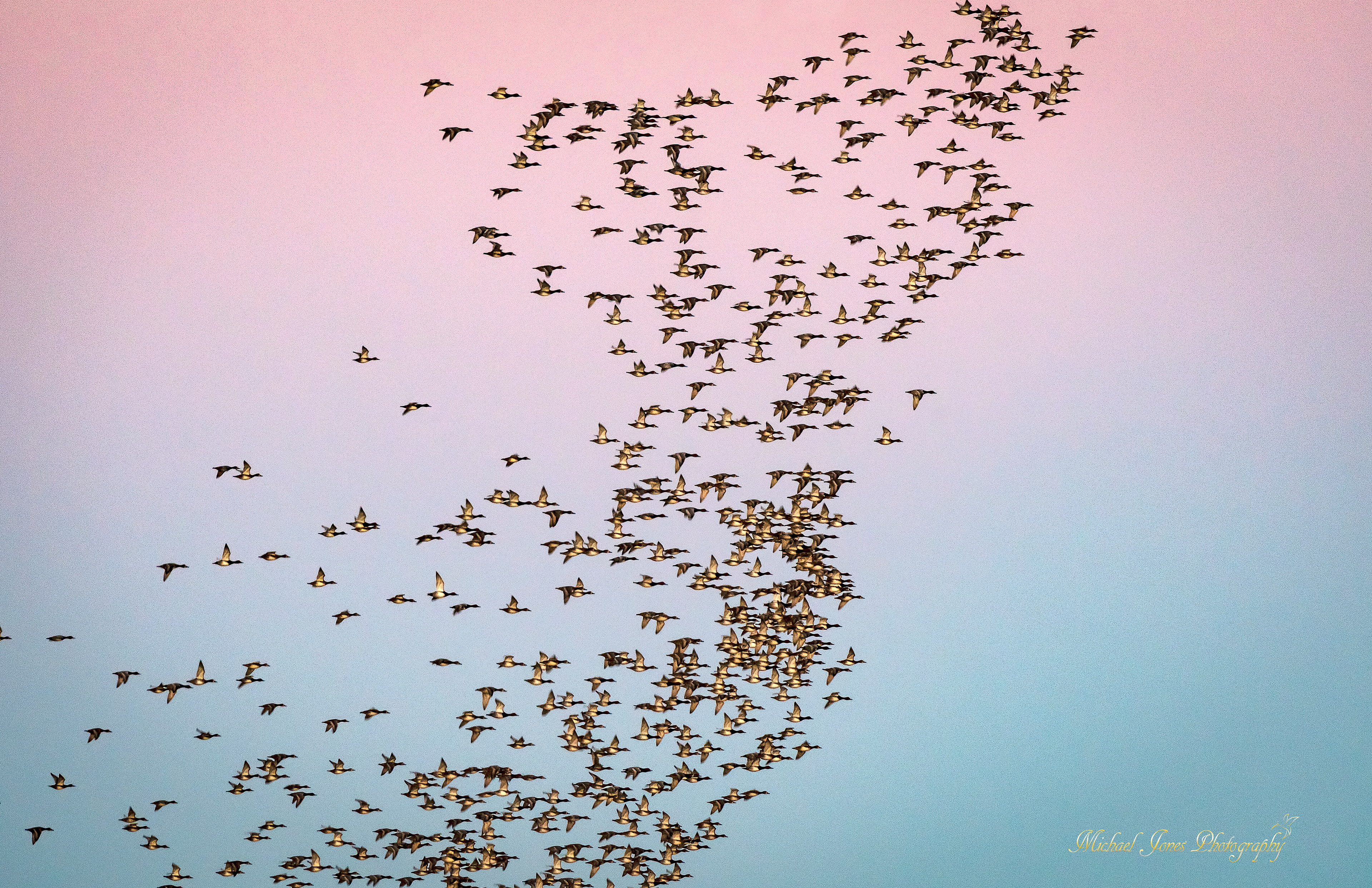 Dawn Flight 1 - Ducks - Pea Island National Wildlife Refuge, NC