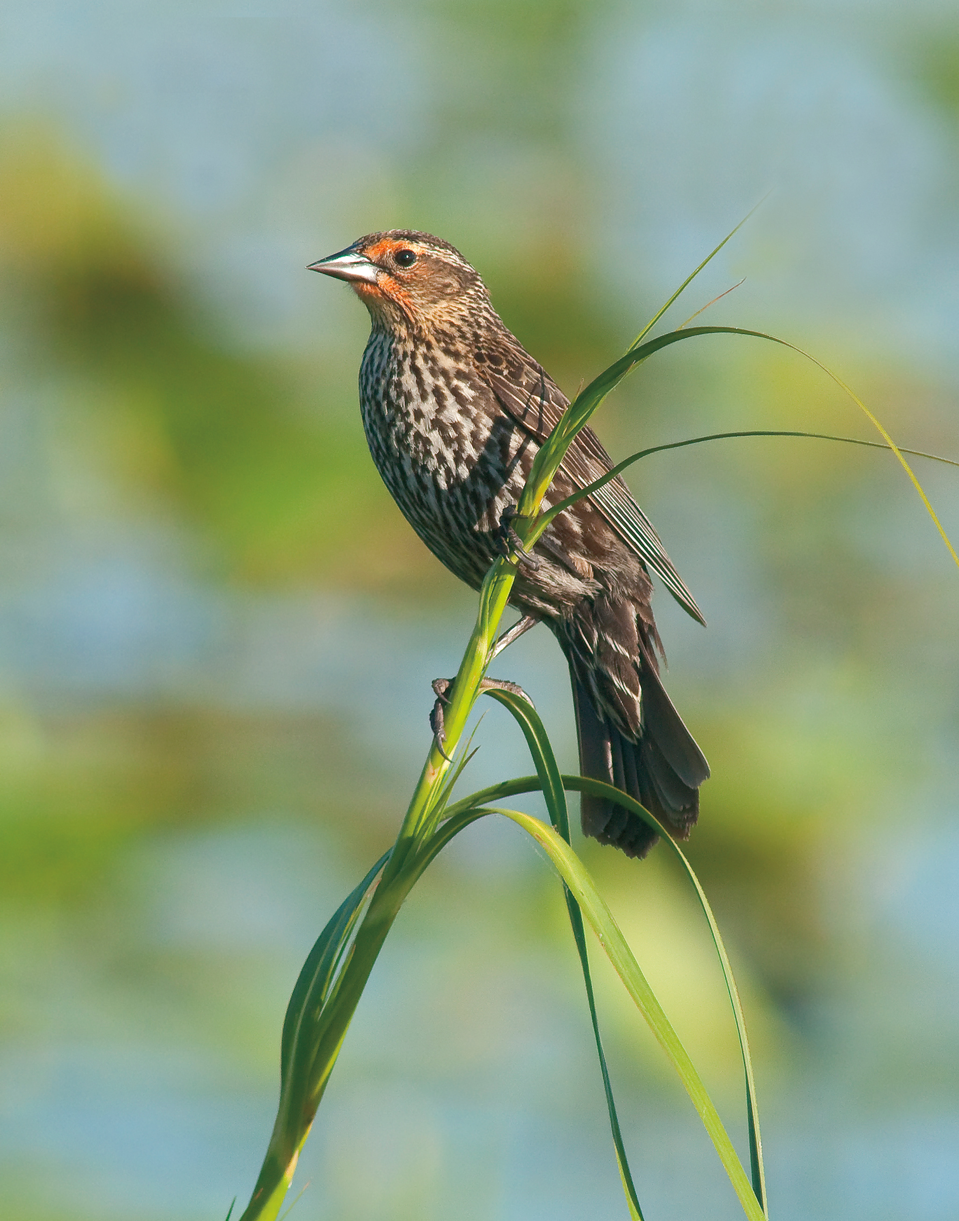 Female Redwing Blackbird - Lacassine National Wildlife Refuge, Lousiana