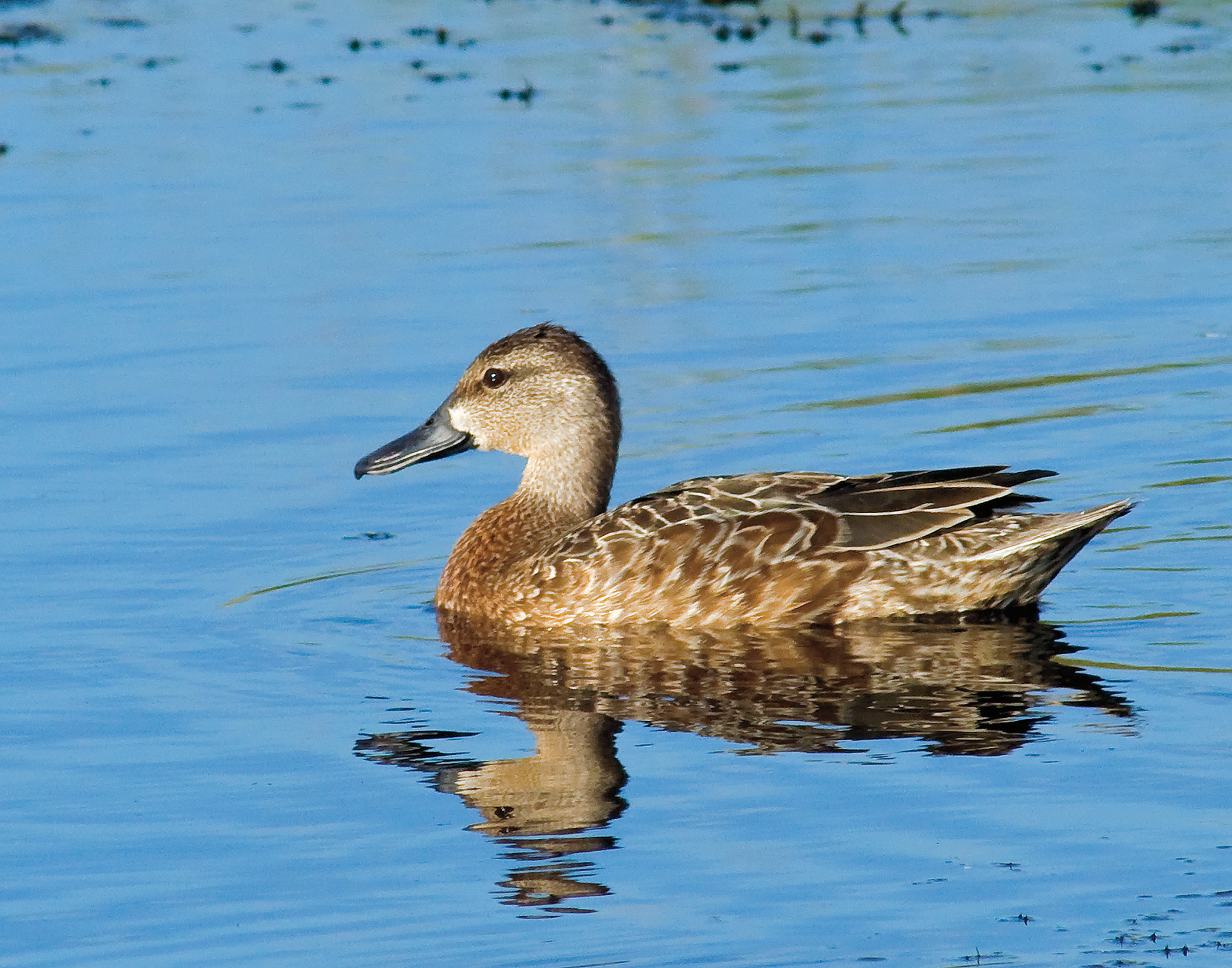 Female Blue-winged Teal - Lacassine National Wildlife Refuge, Louisiana
