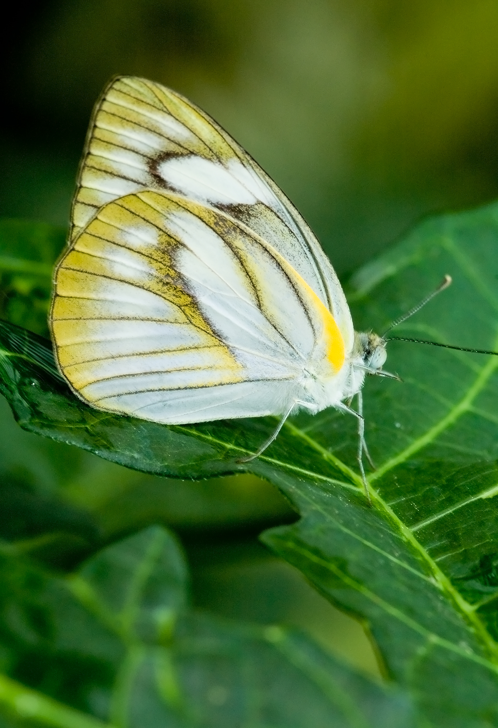 Lesser Gull Butterfly