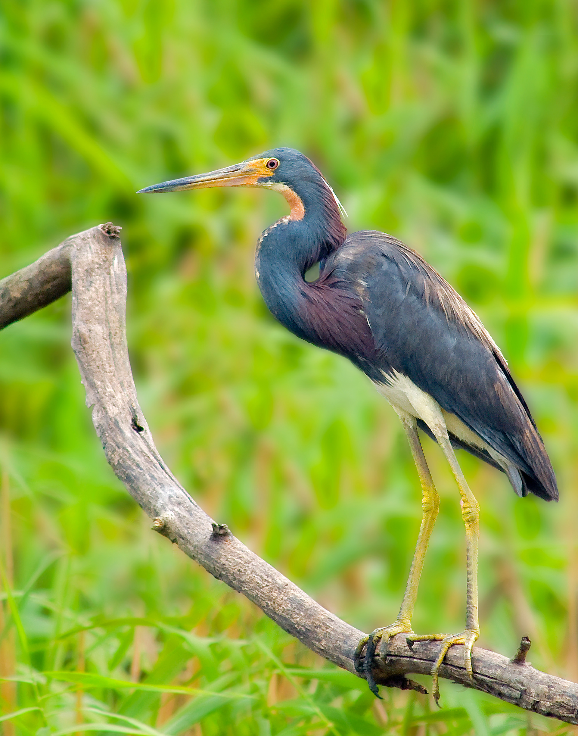 Tri-color Heron - Cameron Parish, Louisiana