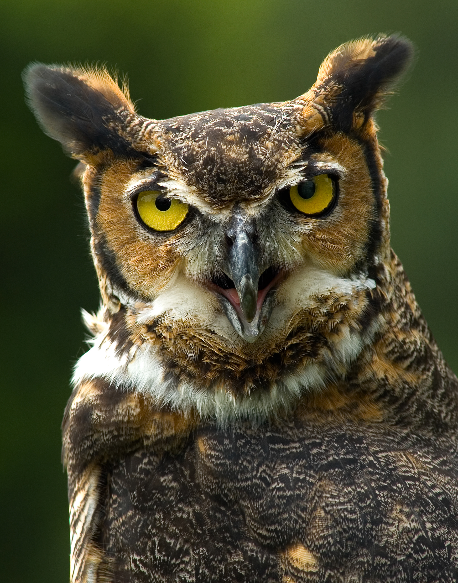 Great Horned Owl Portrait