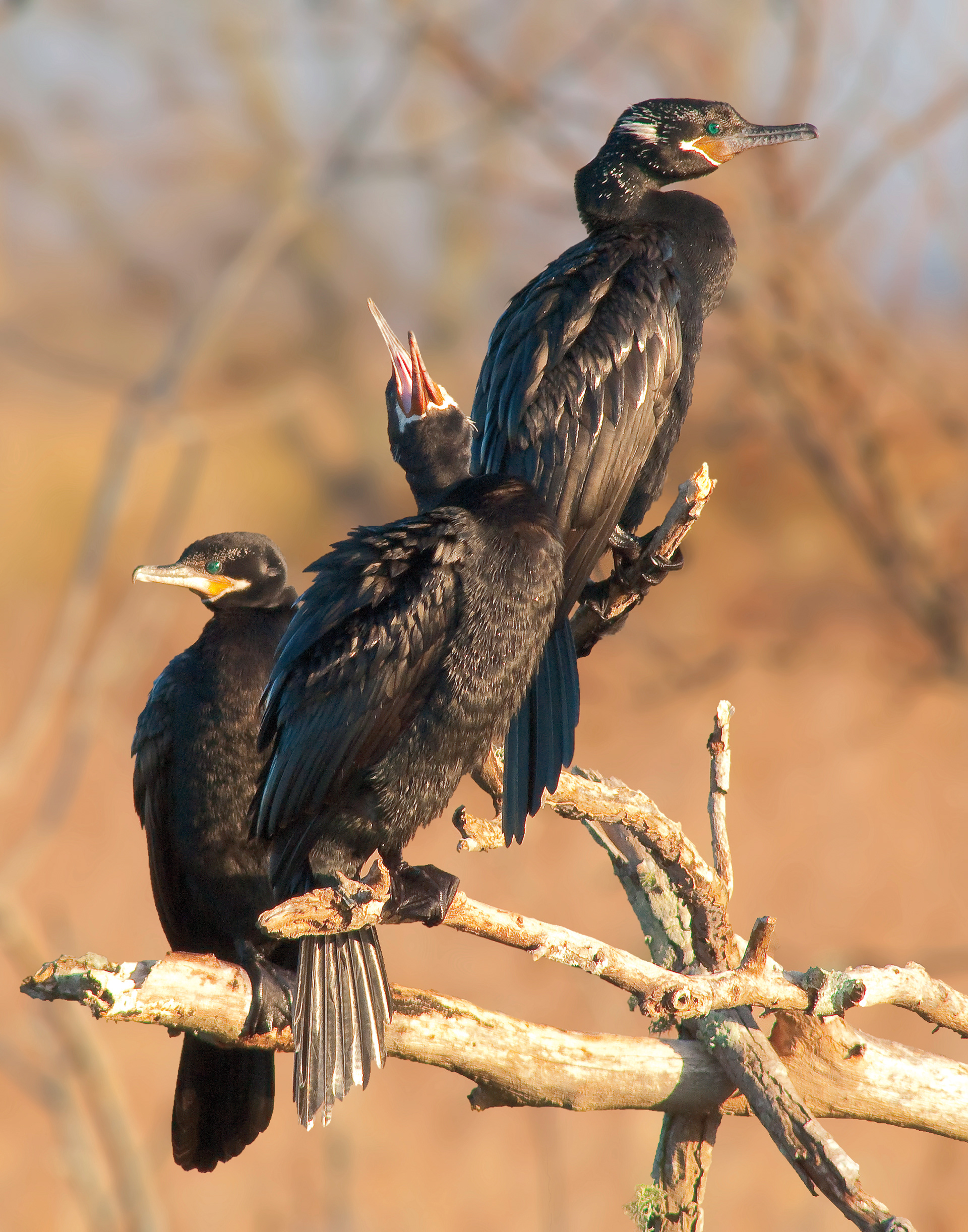 Comorants (The Three Stoogies) - Lacassine National Wildlife Refuge, Louisiana