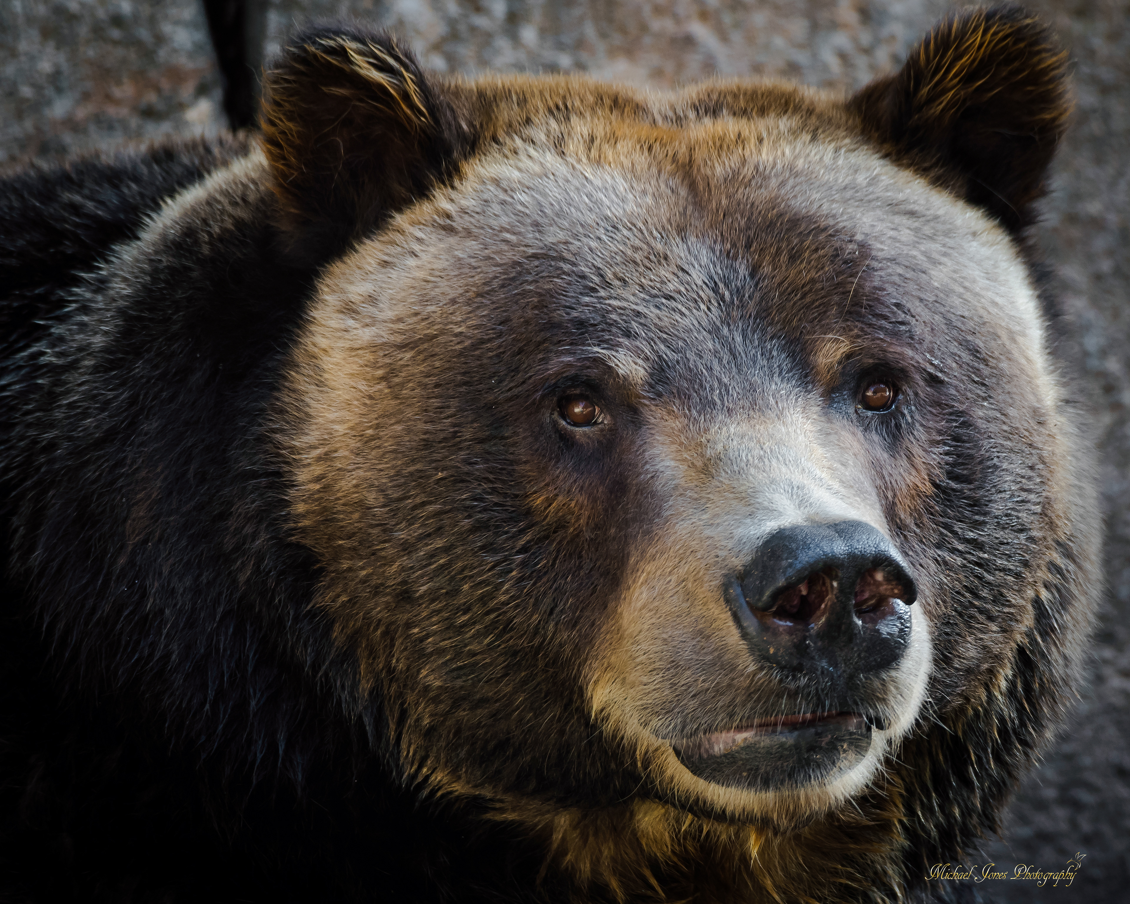 Grizzly Portrait