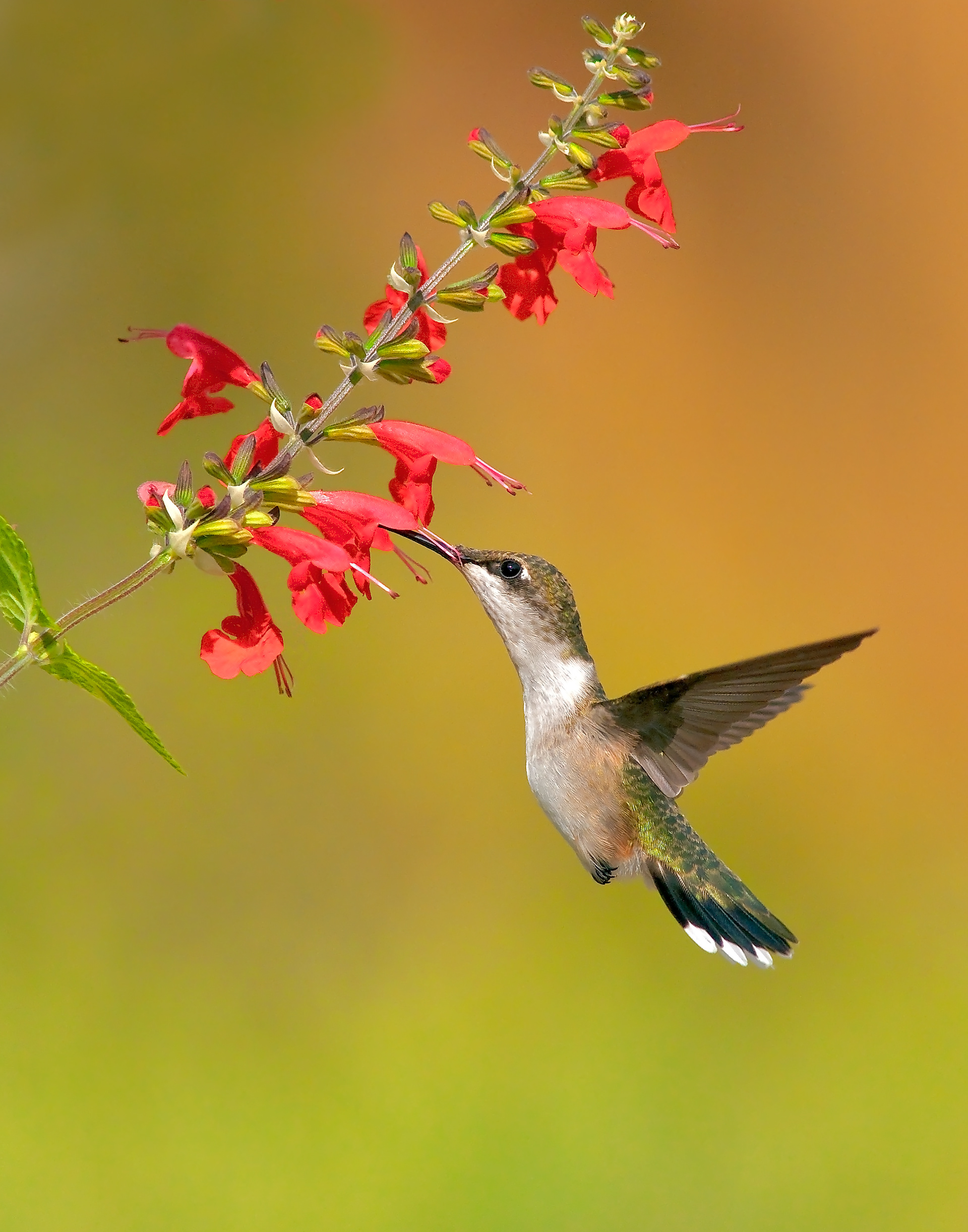 Female Rubythroated Hummingbird Feeding 1