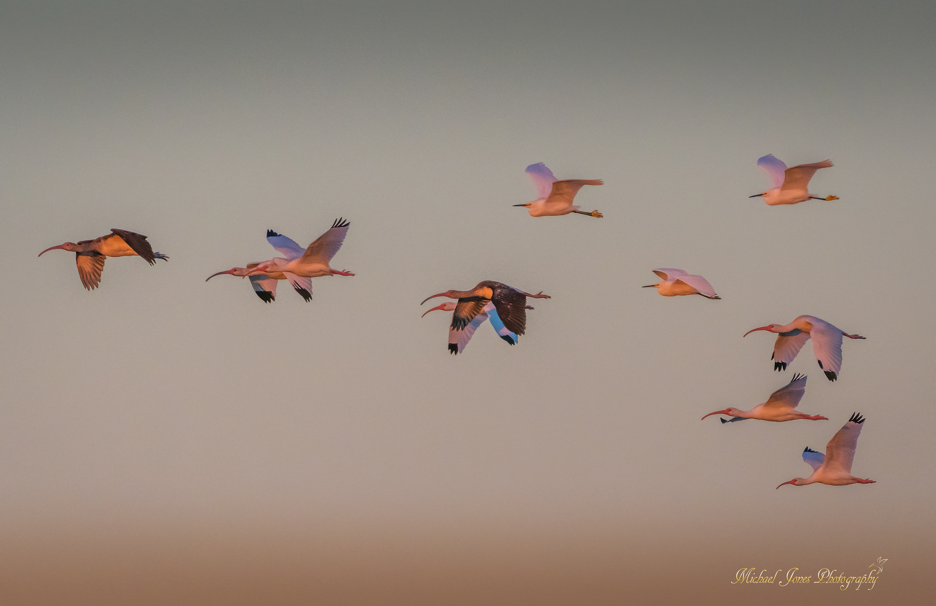 Dawn Flight 3 - Ibis and Egrets - Pea Island National Wildlife Refuge, NC