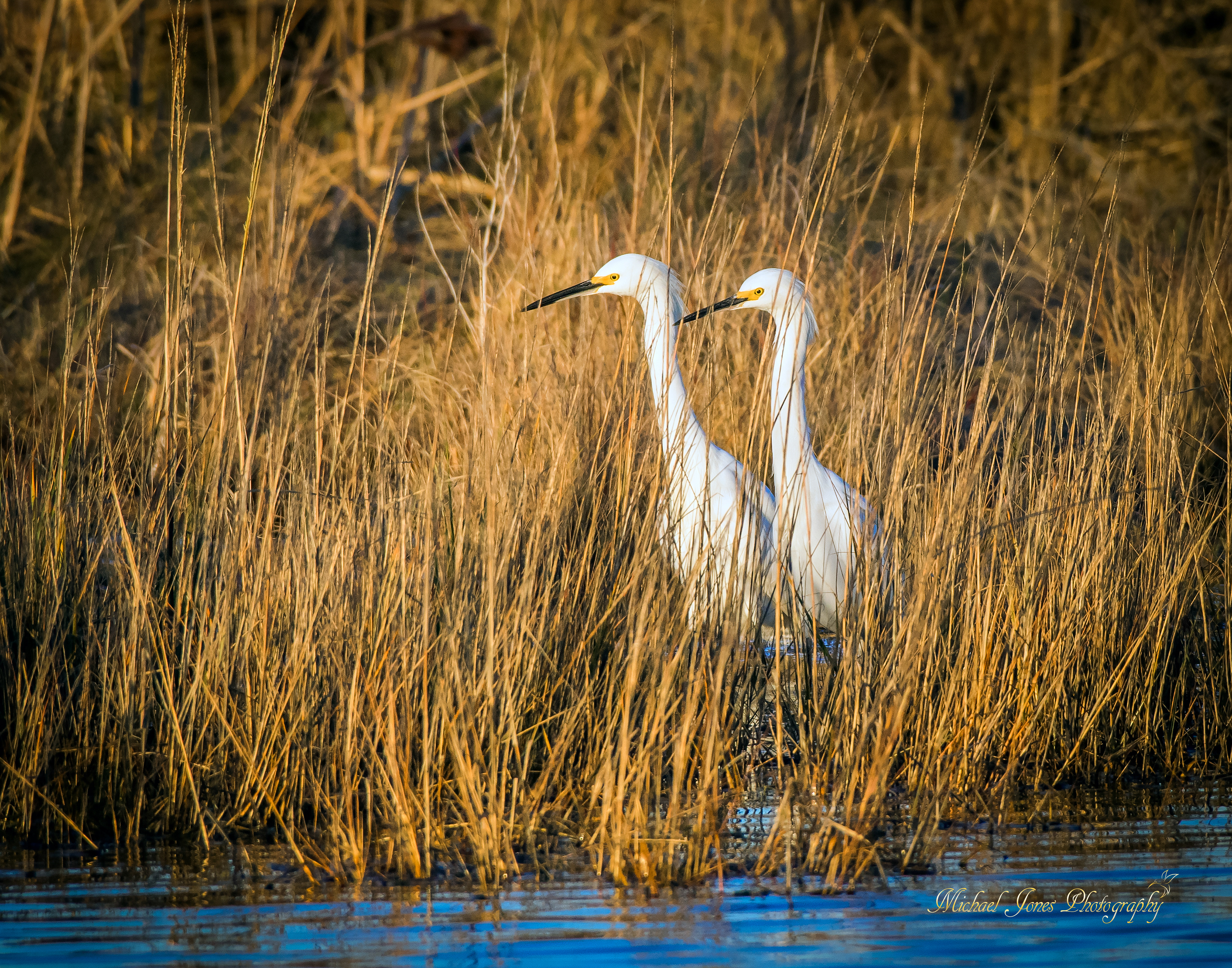 Snowy Egrets - Pea Island National Wildlife Refuge, NC
