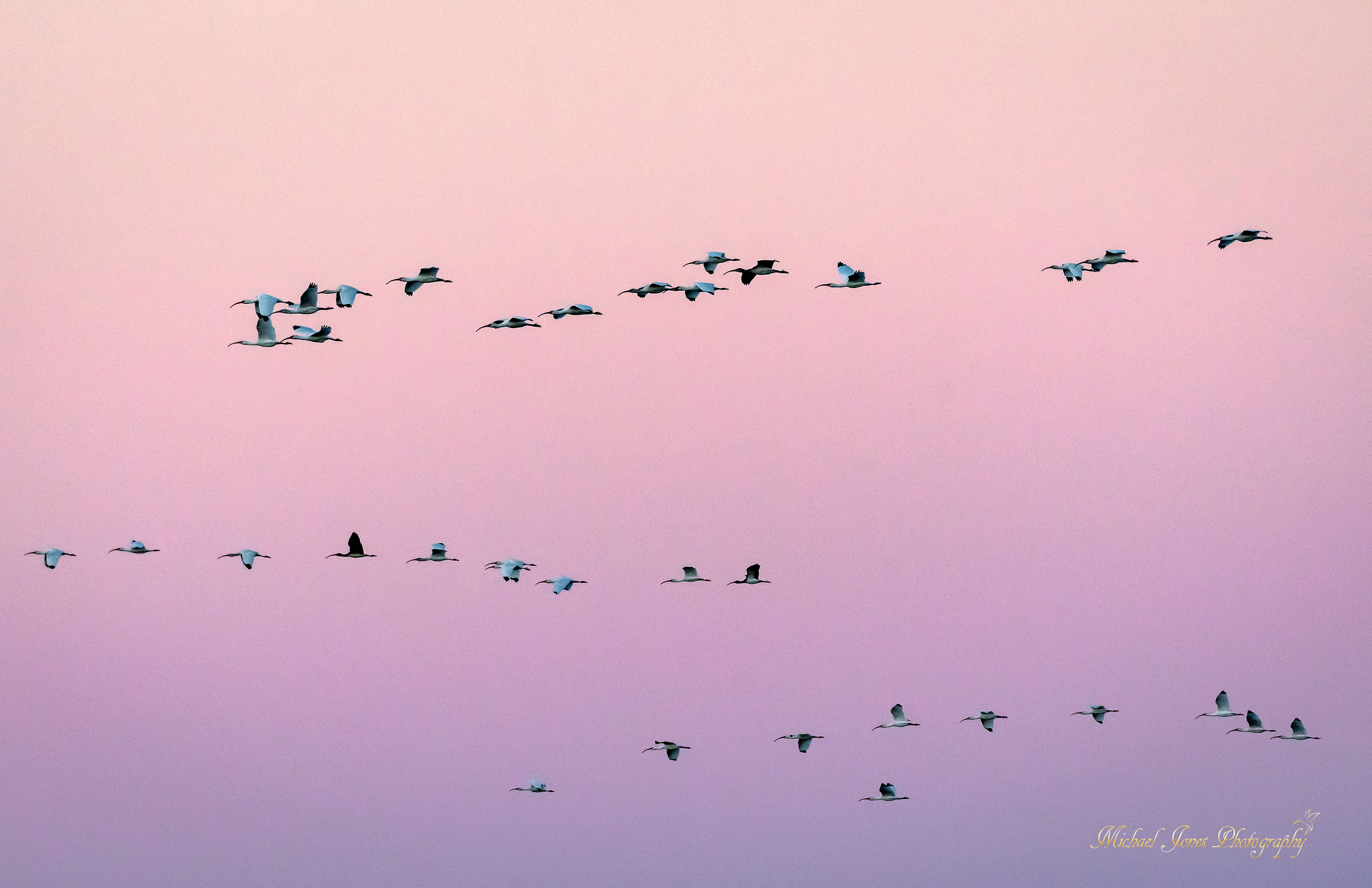 Dawn Flight 2 - Ibis - Pea Island National Wildlife Refuge, NC