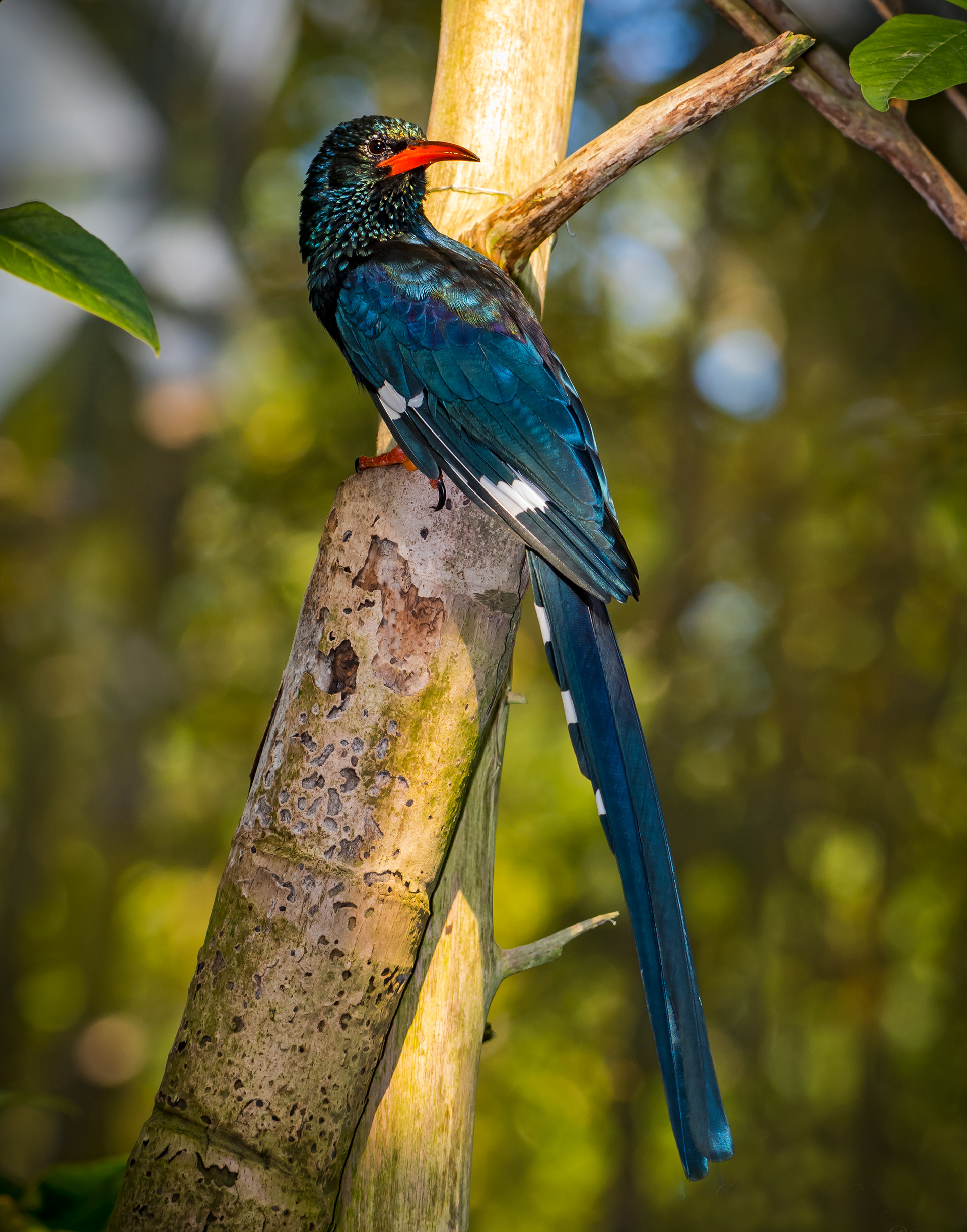 Green Wood hoopoe (Africa)